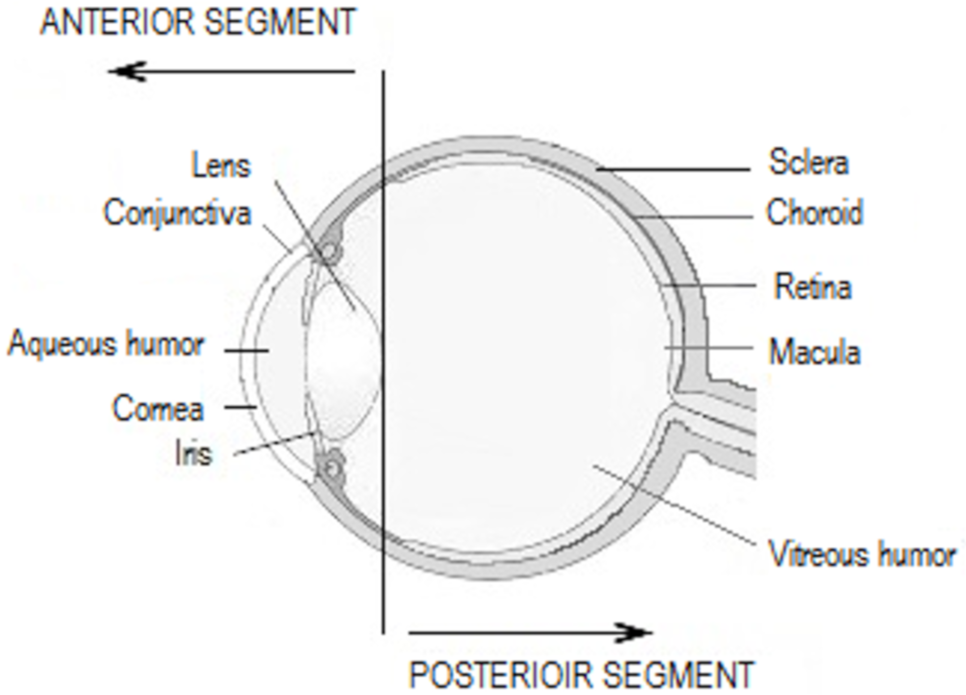 Pharmaceutics 12 00570 g002