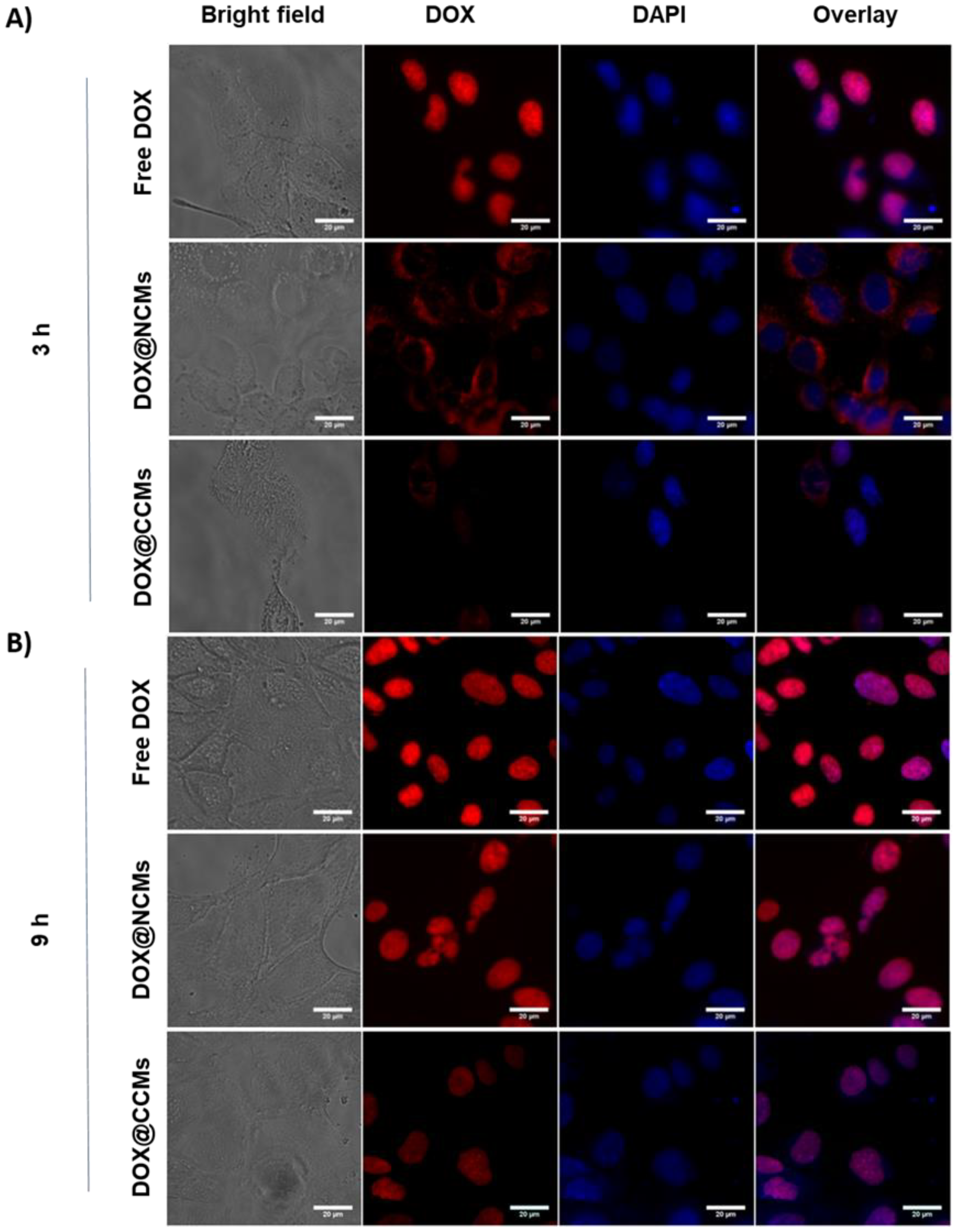 Pharmaceutics 12 00580 g007