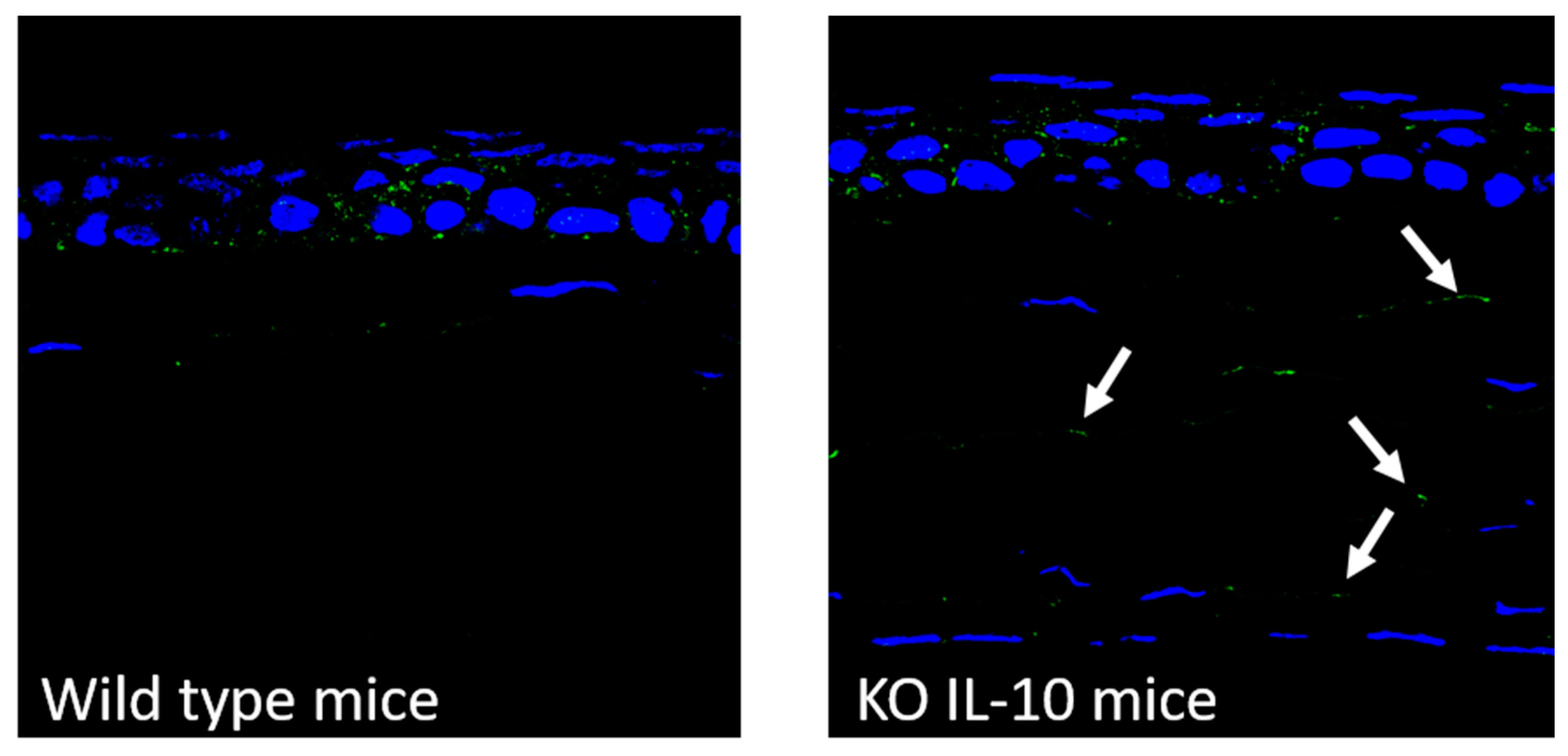 Pharmaceutics 12 00584 g004