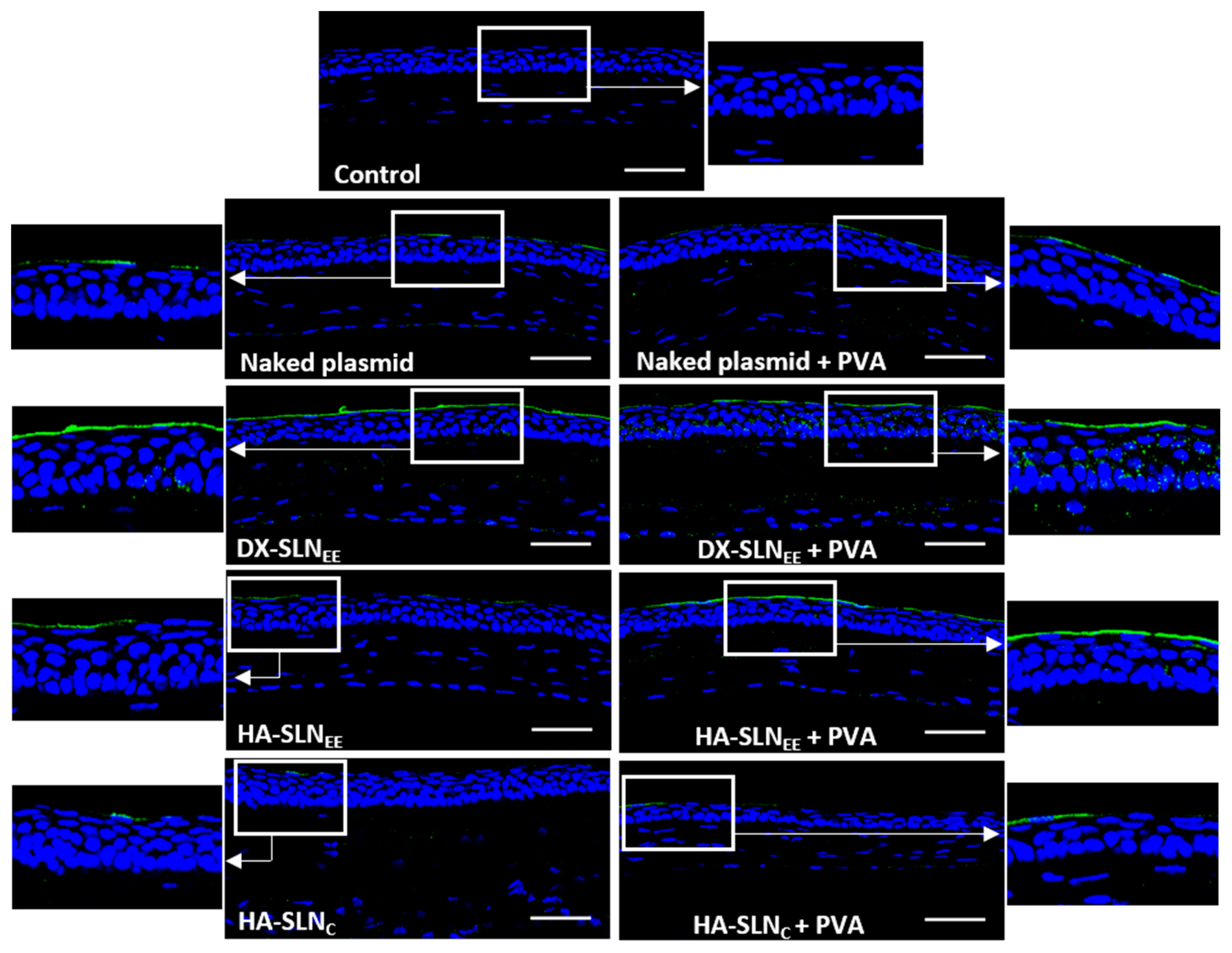 Pharmaceutics 12 00584 g006