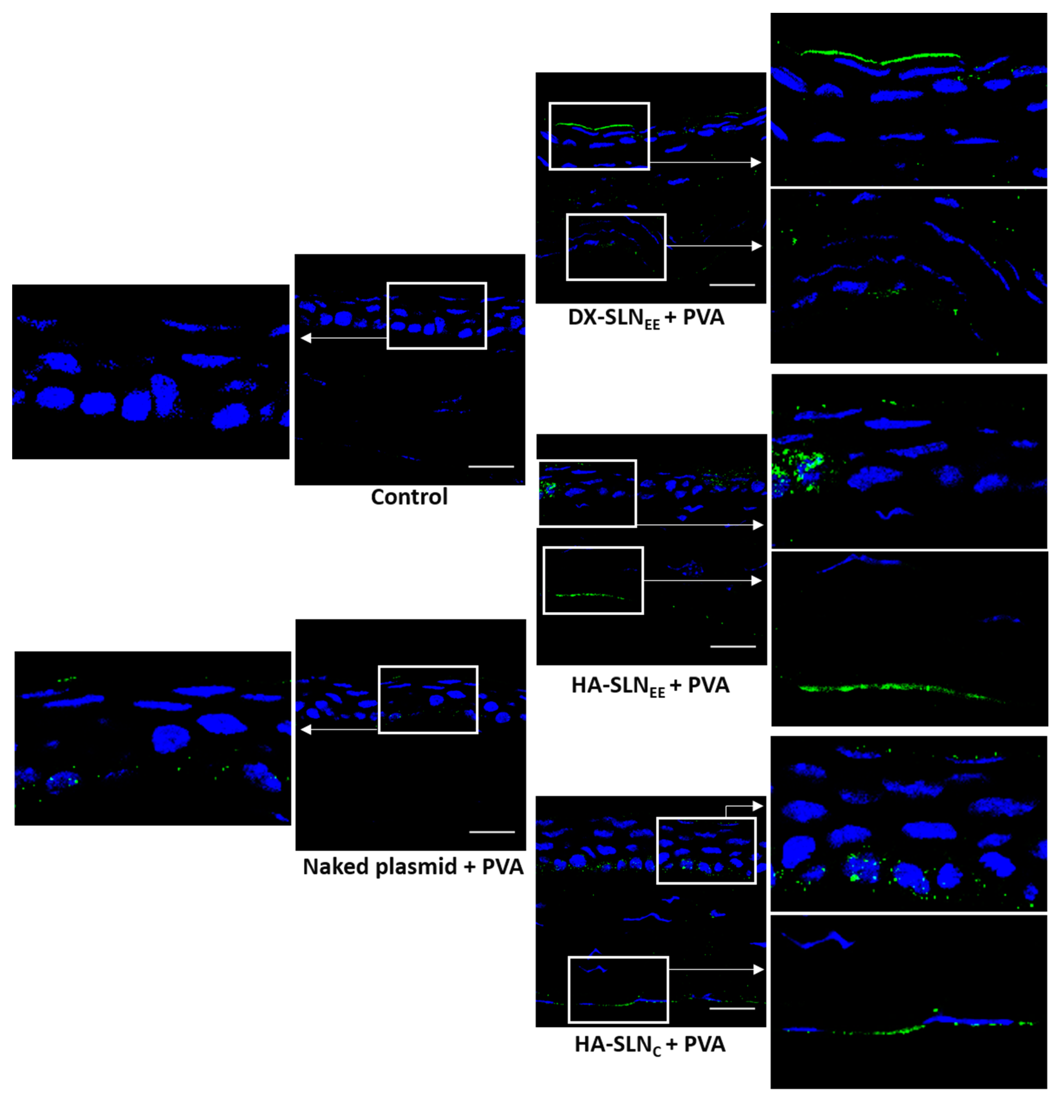 Pharmaceutics 12 00584 g008