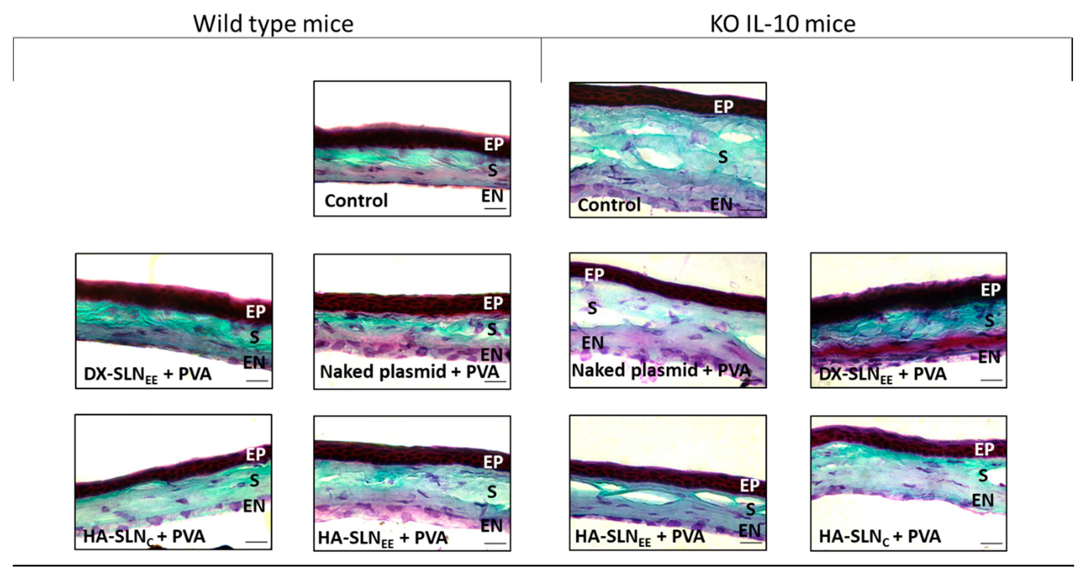Pharmaceutics 12 00584 g009