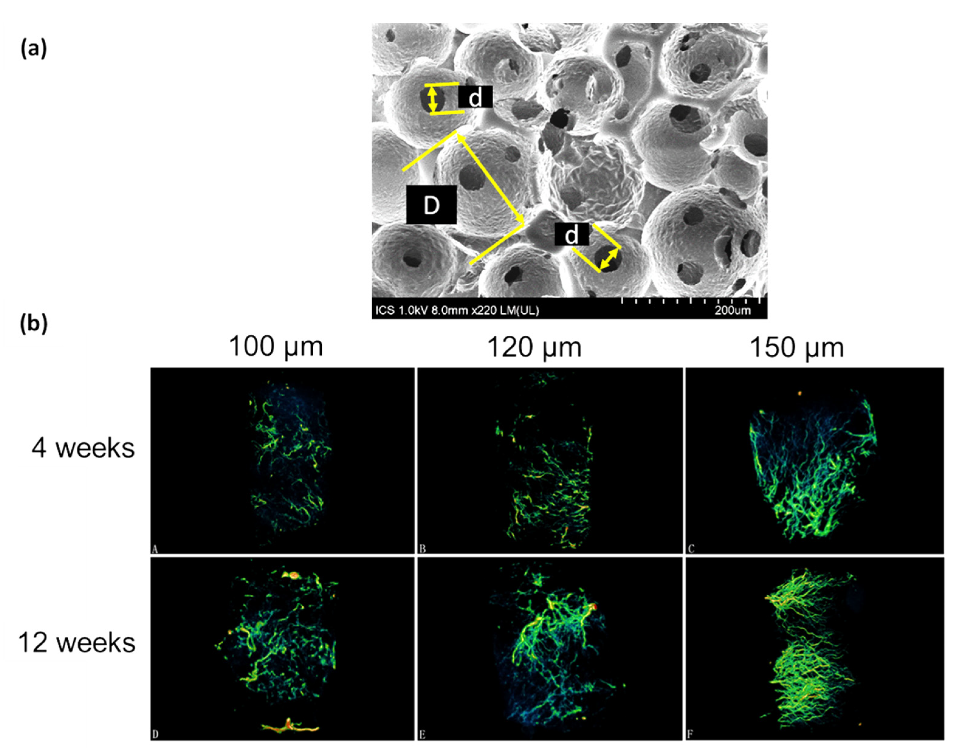 Pharmaceutics 12 00602 g005