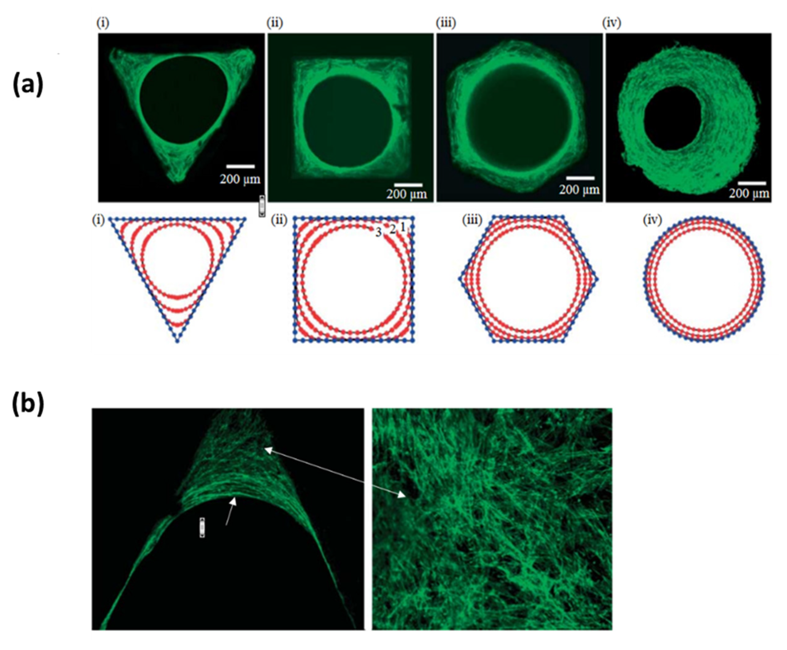 Pharmaceutics 12 00602 g006