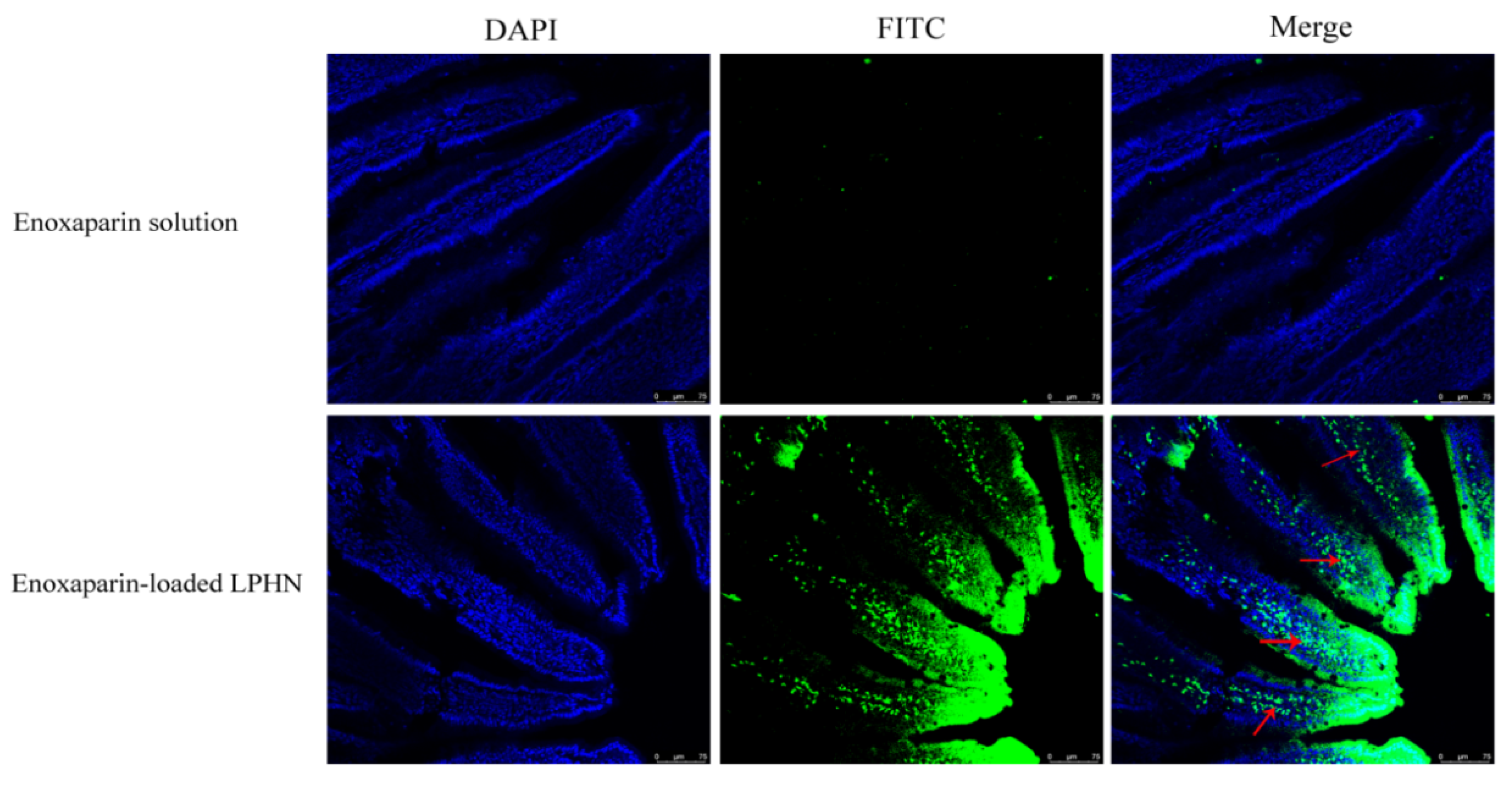Pharmaceutics 12 00607 g002
