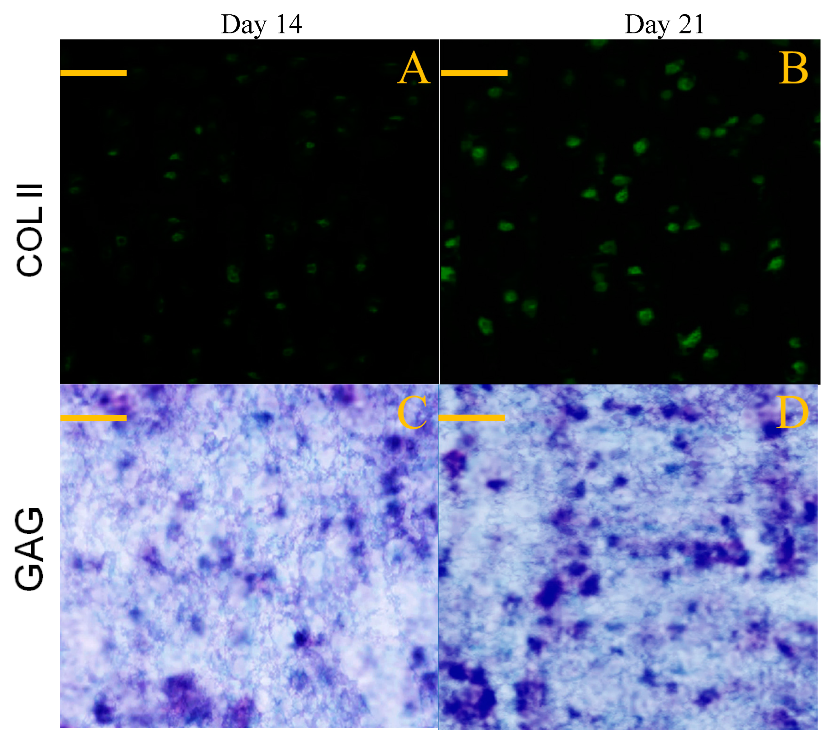 Pharmaceutics 12 00613 g010
