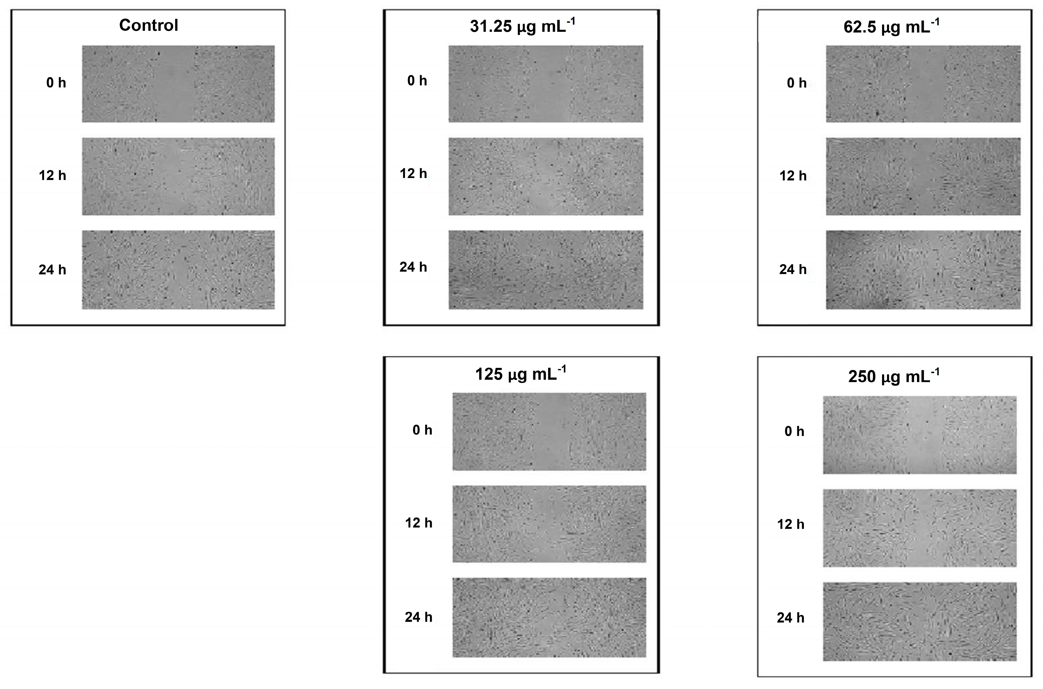 Pharmaceutics 12 00634 g002 Pharmaceutics 12 00634 g002