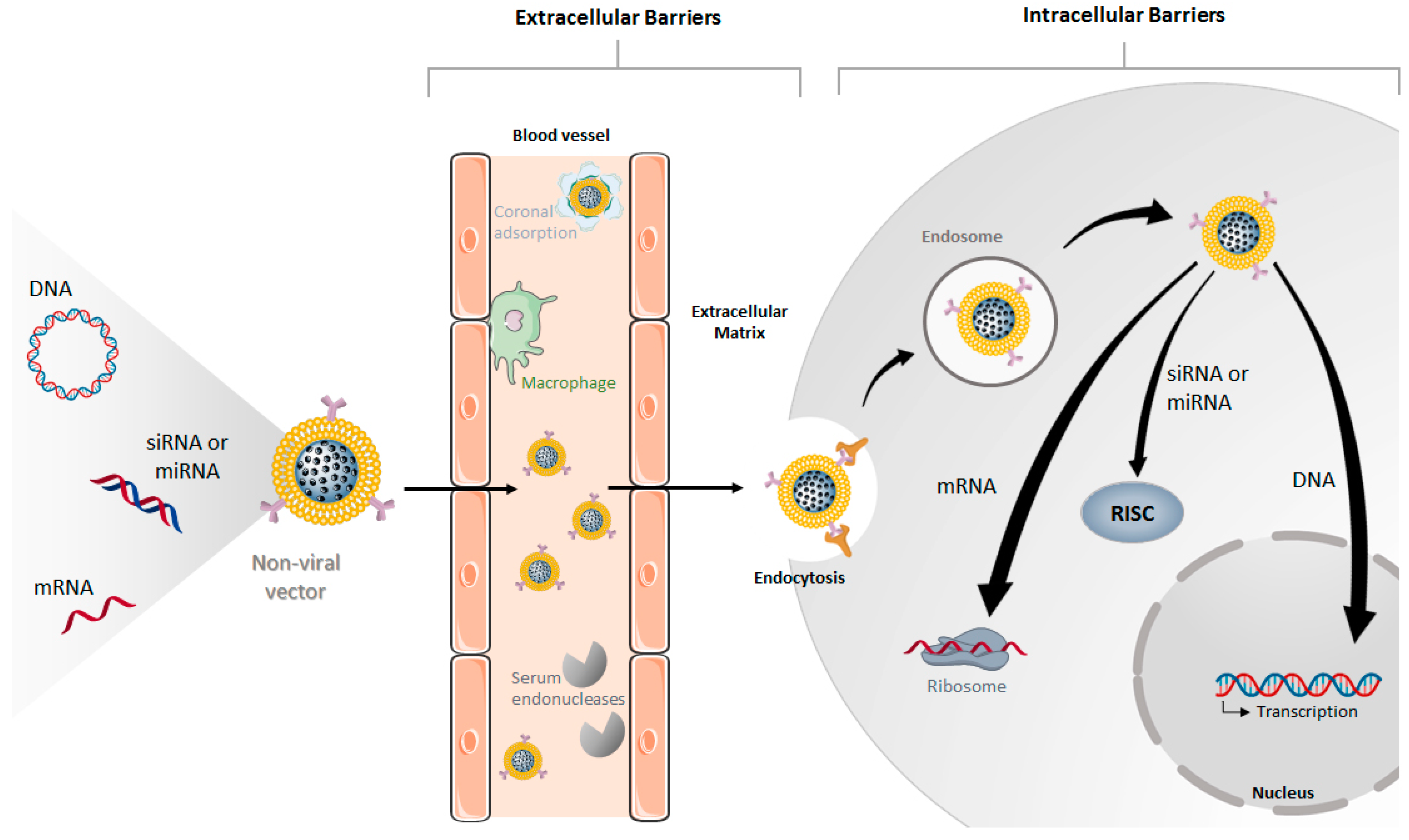 Pharmaceutics 12 00649 g001