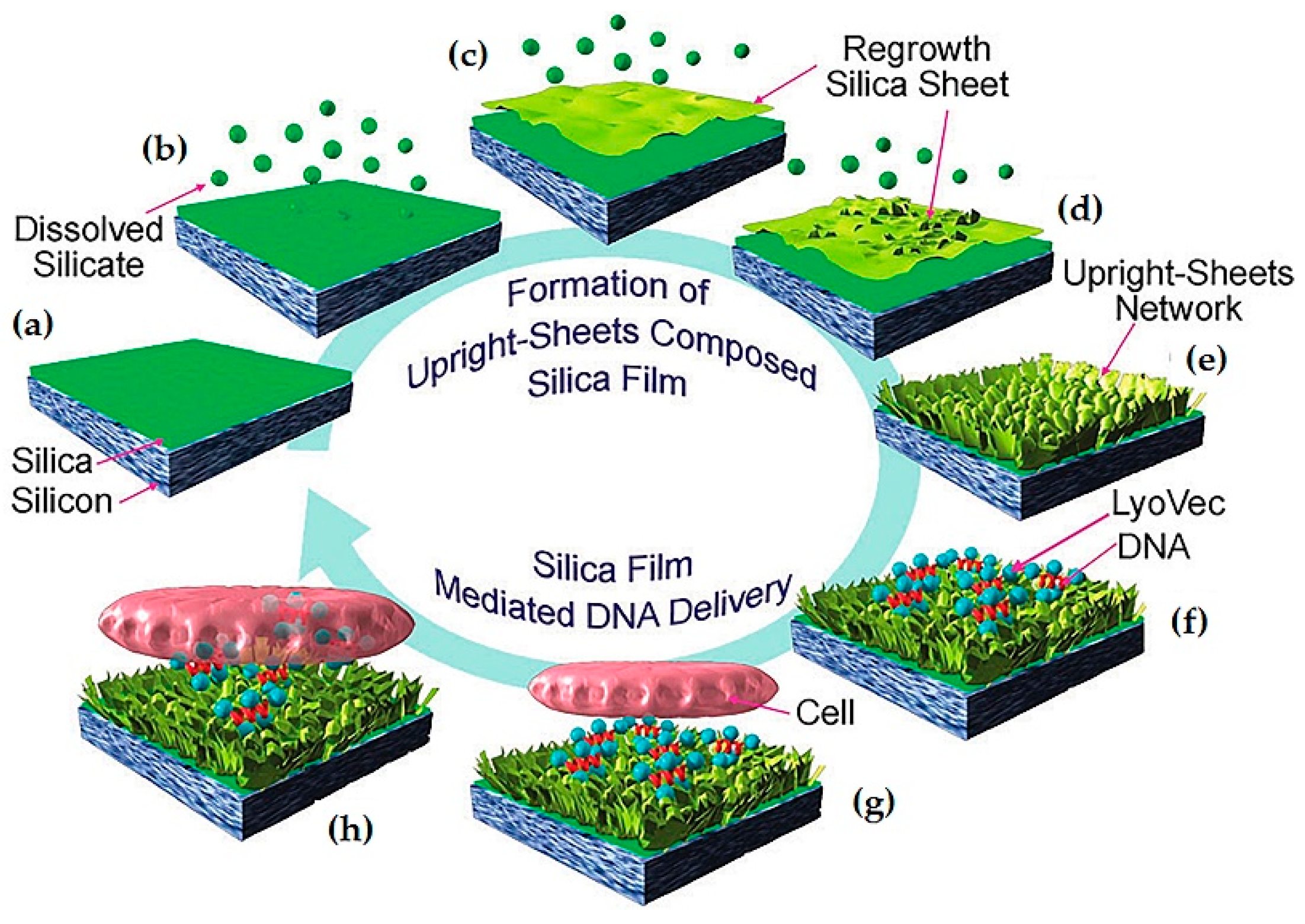 Pharmaceutics 12 00649 g005