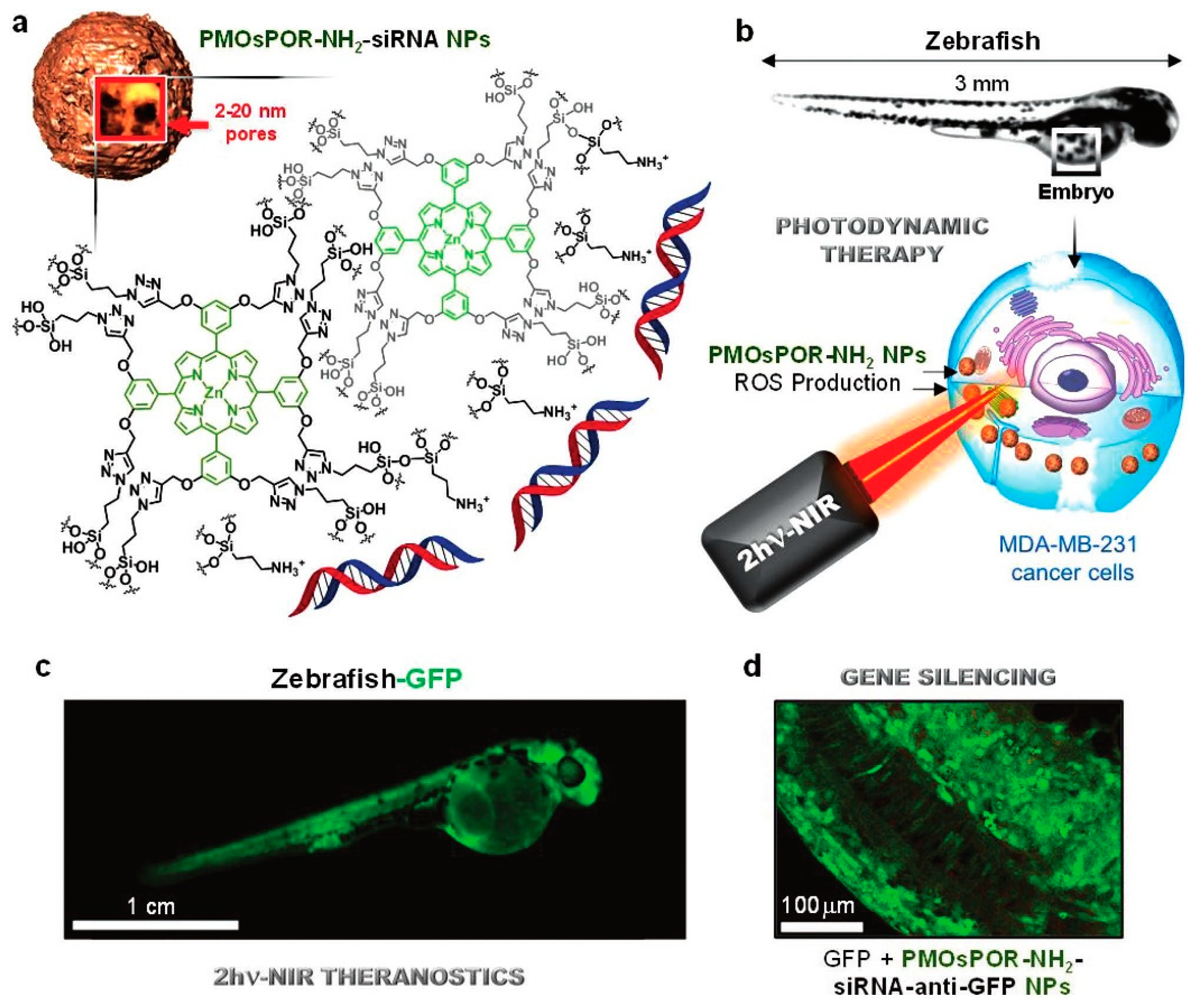Pharmaceutics 12 00649 g011