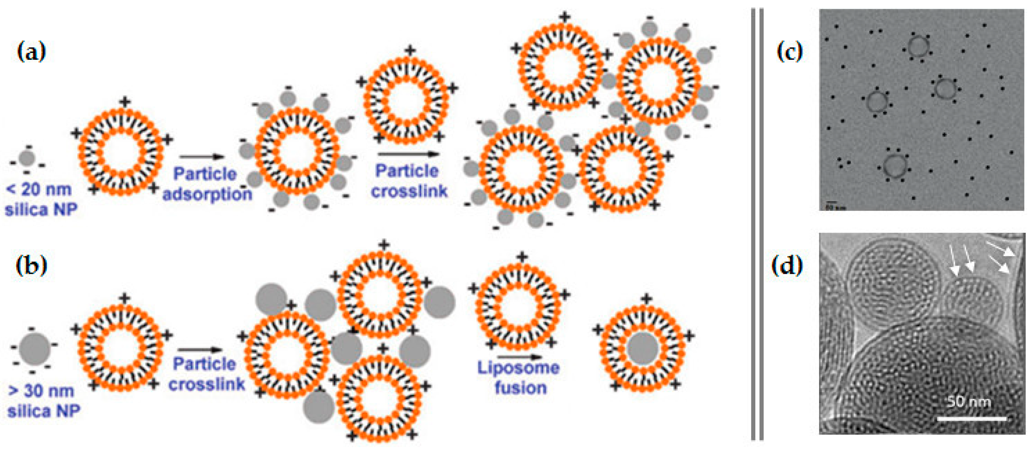 Pharmaceutics 12 00649 g014