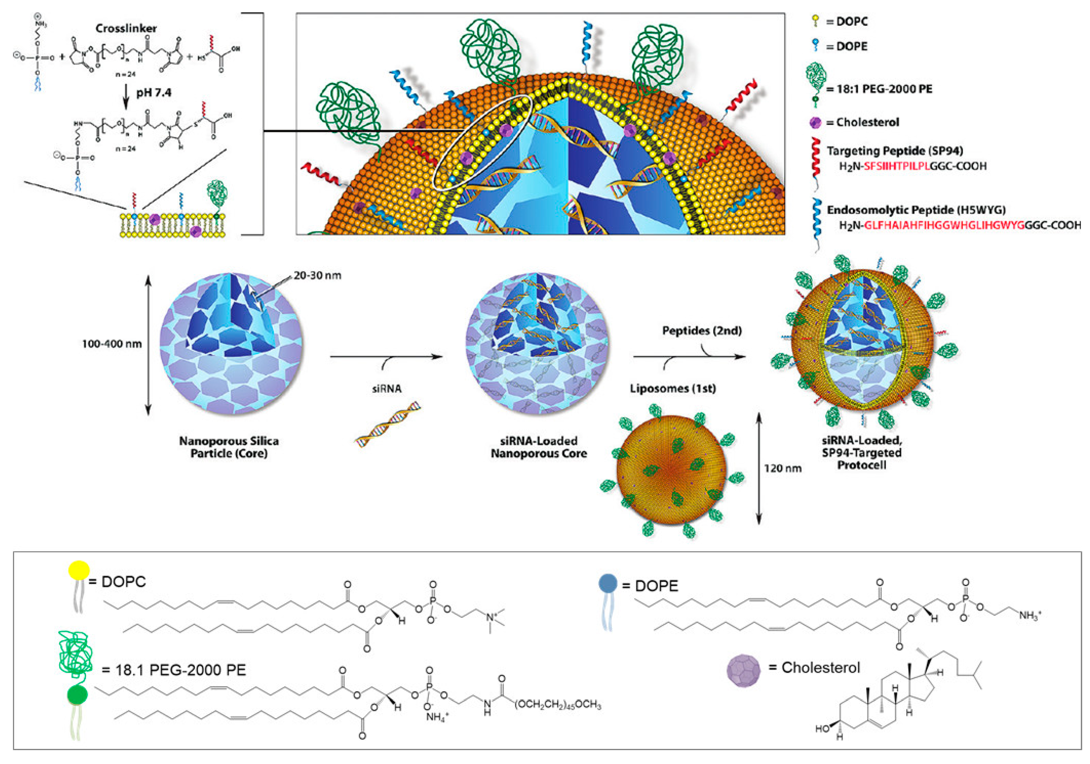 Pharmaceutics 12 00649 g015