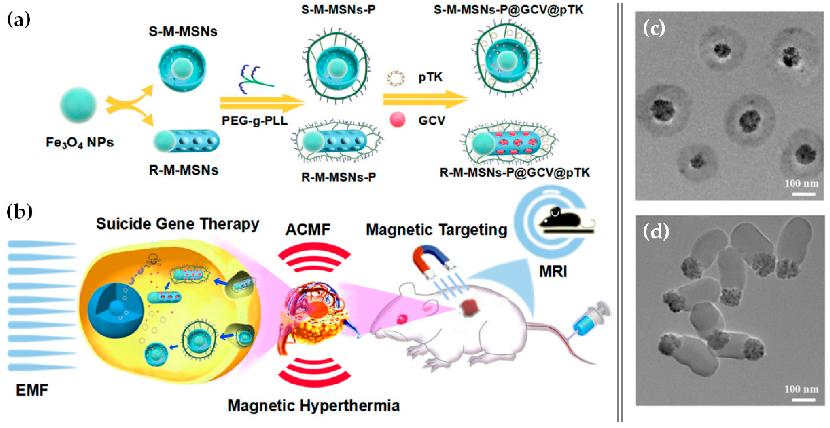 Pharmaceutics 12 00649 g017