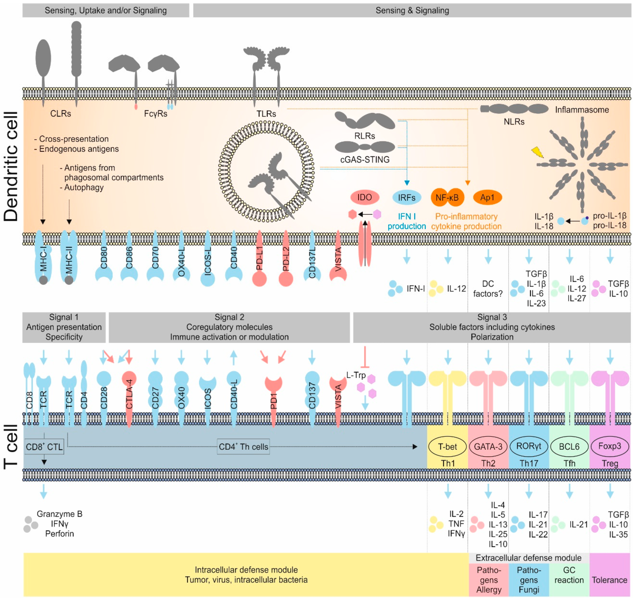 Pharmaceutics 12 00663 g001