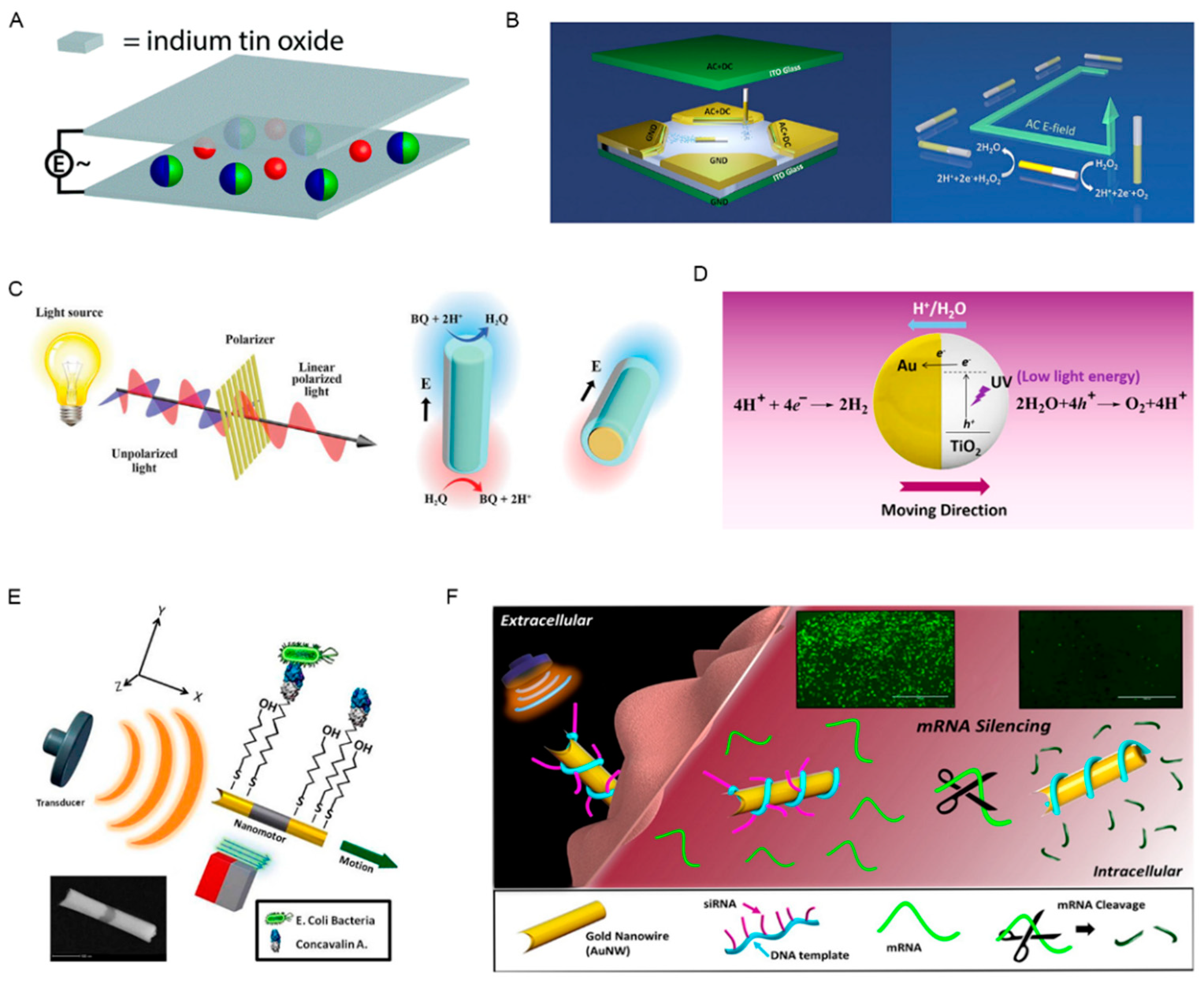Pharmaceutics 12 00665 g002 Pharmaceutics 12 00665 g002