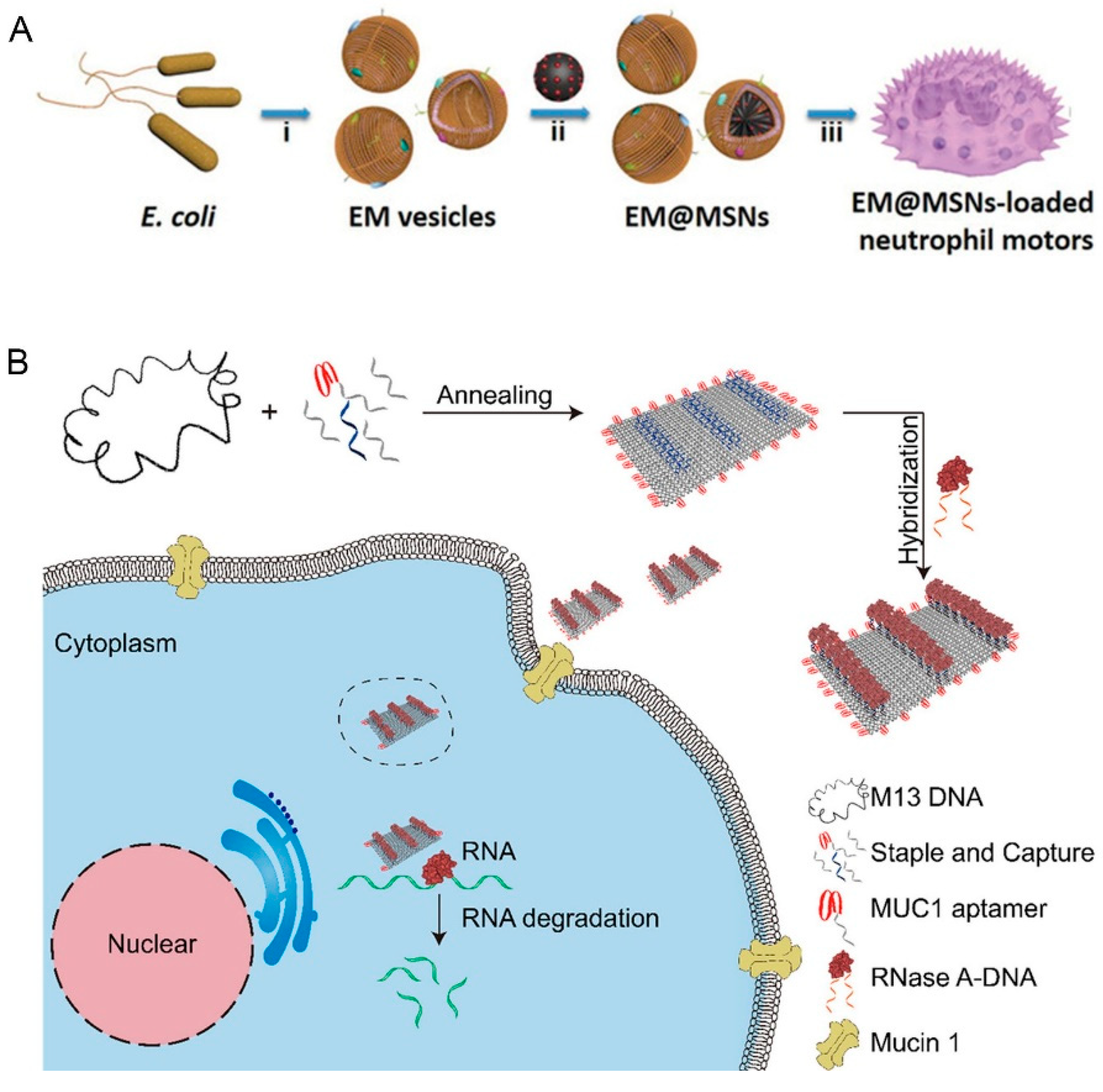 Pharmaceutics 12 00665 g004 Pharmaceutics 12 00665 g004