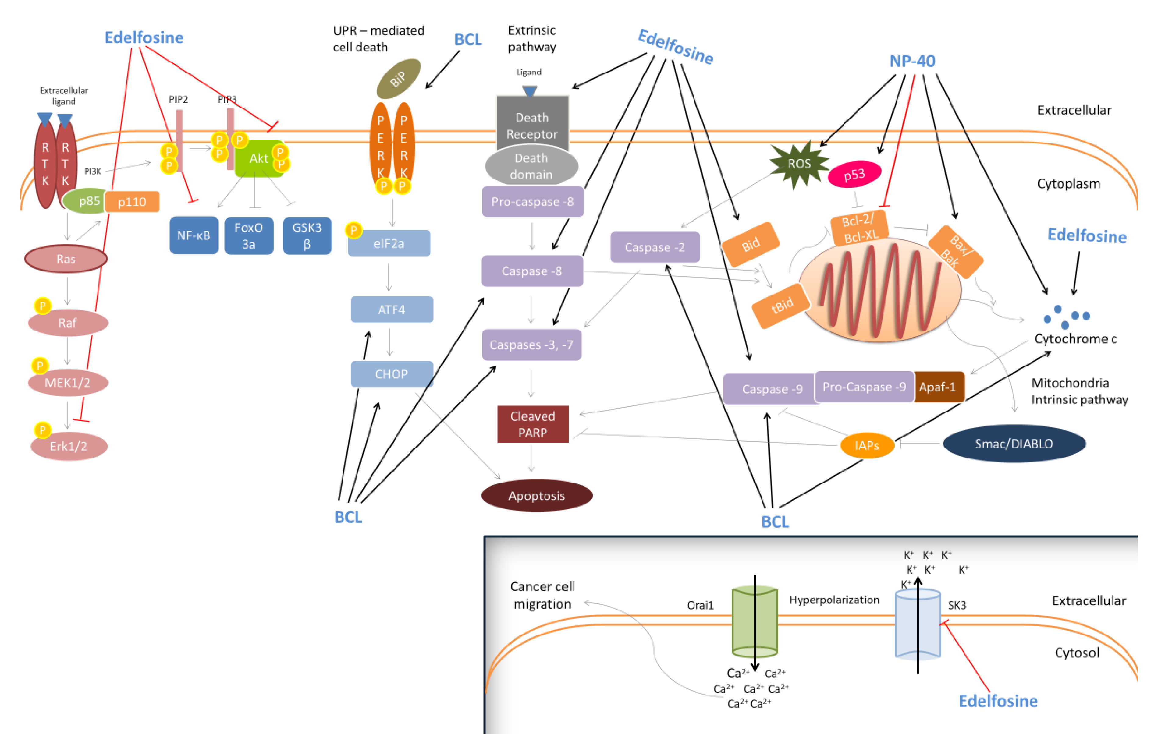 Pharmaceutics 12 00688 g003