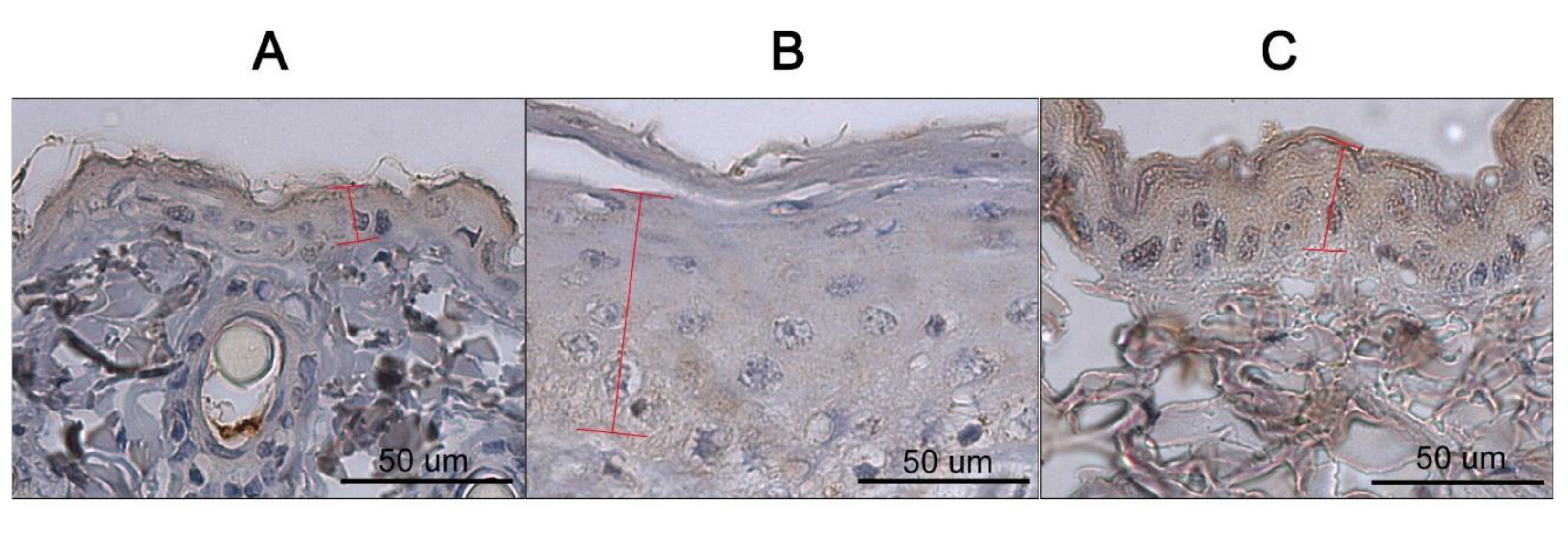 Pharmaceutics 12 00750 g008
