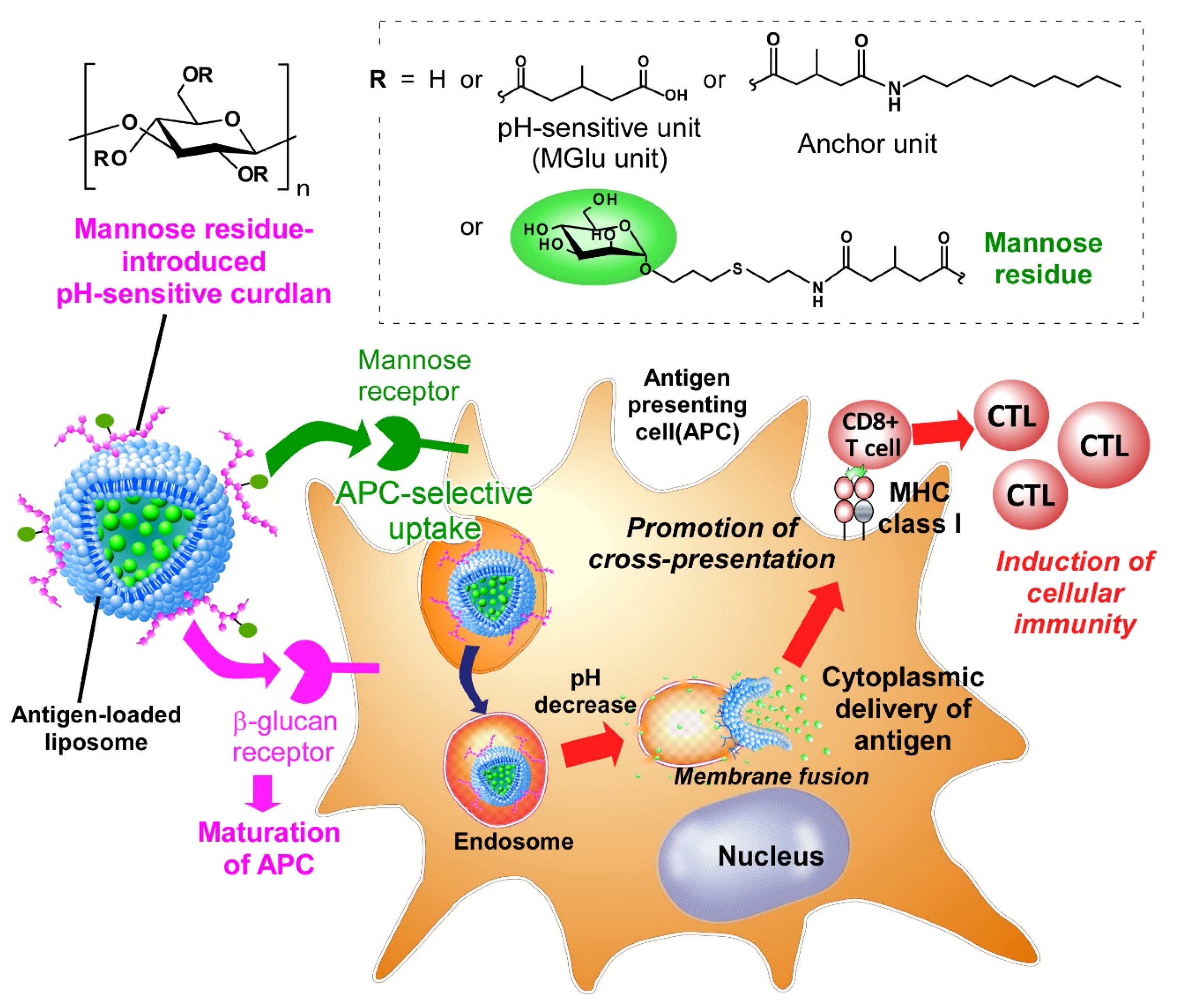 Pharmaceutics 12 00754 g001