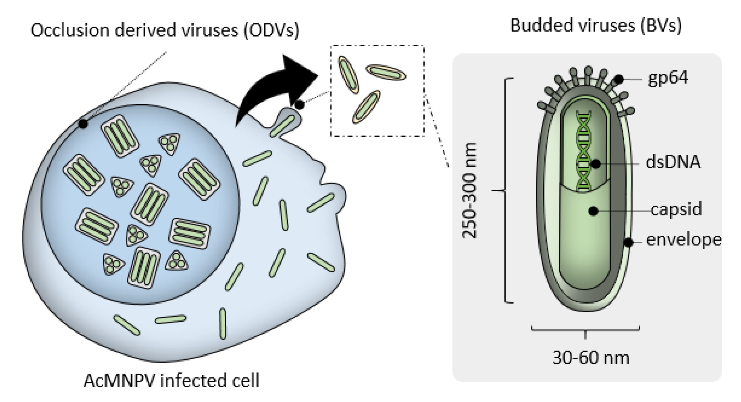 Pharmaceutics 12 00759 g001