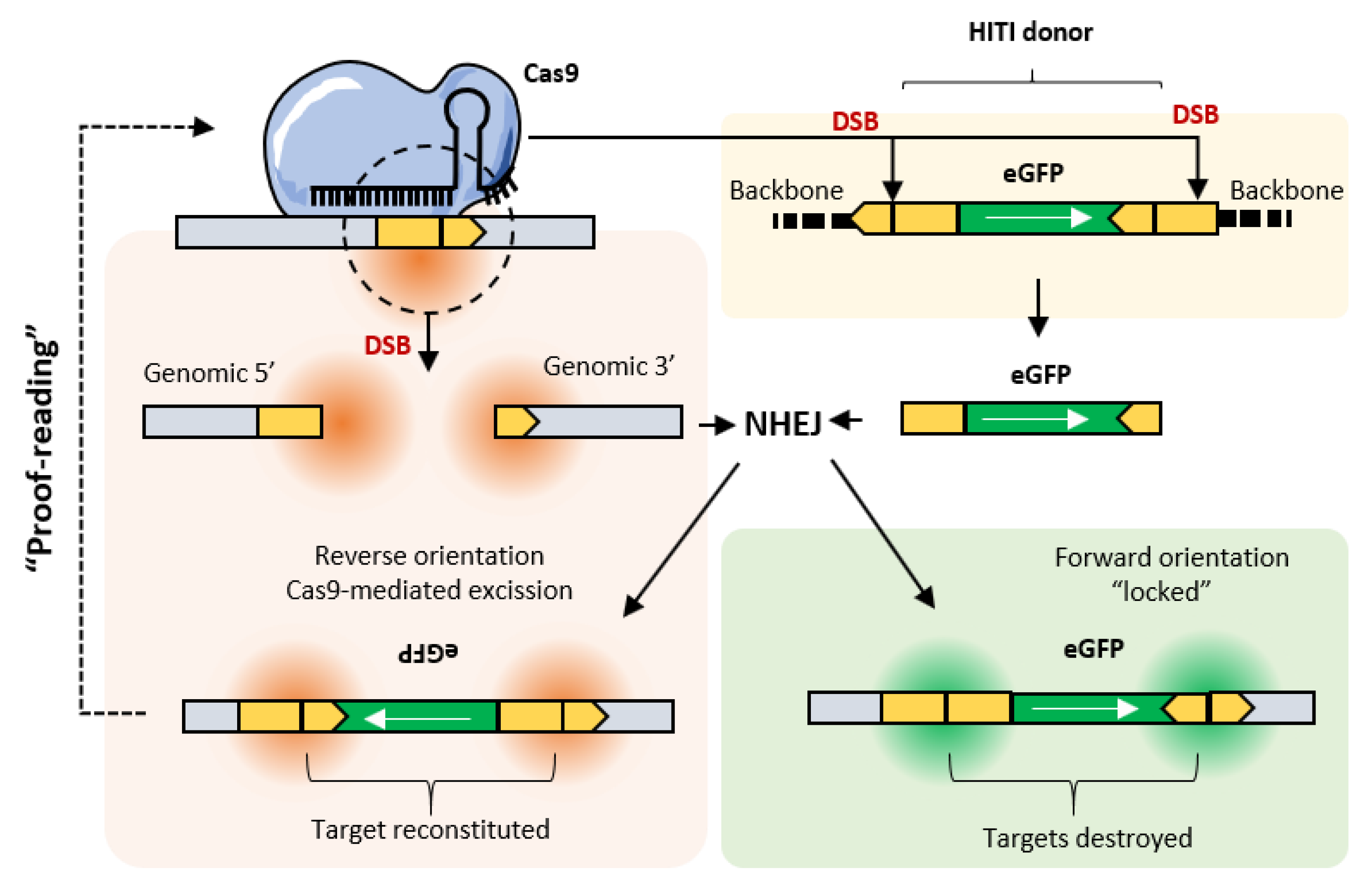 Pharmaceutics 12 00759 g005