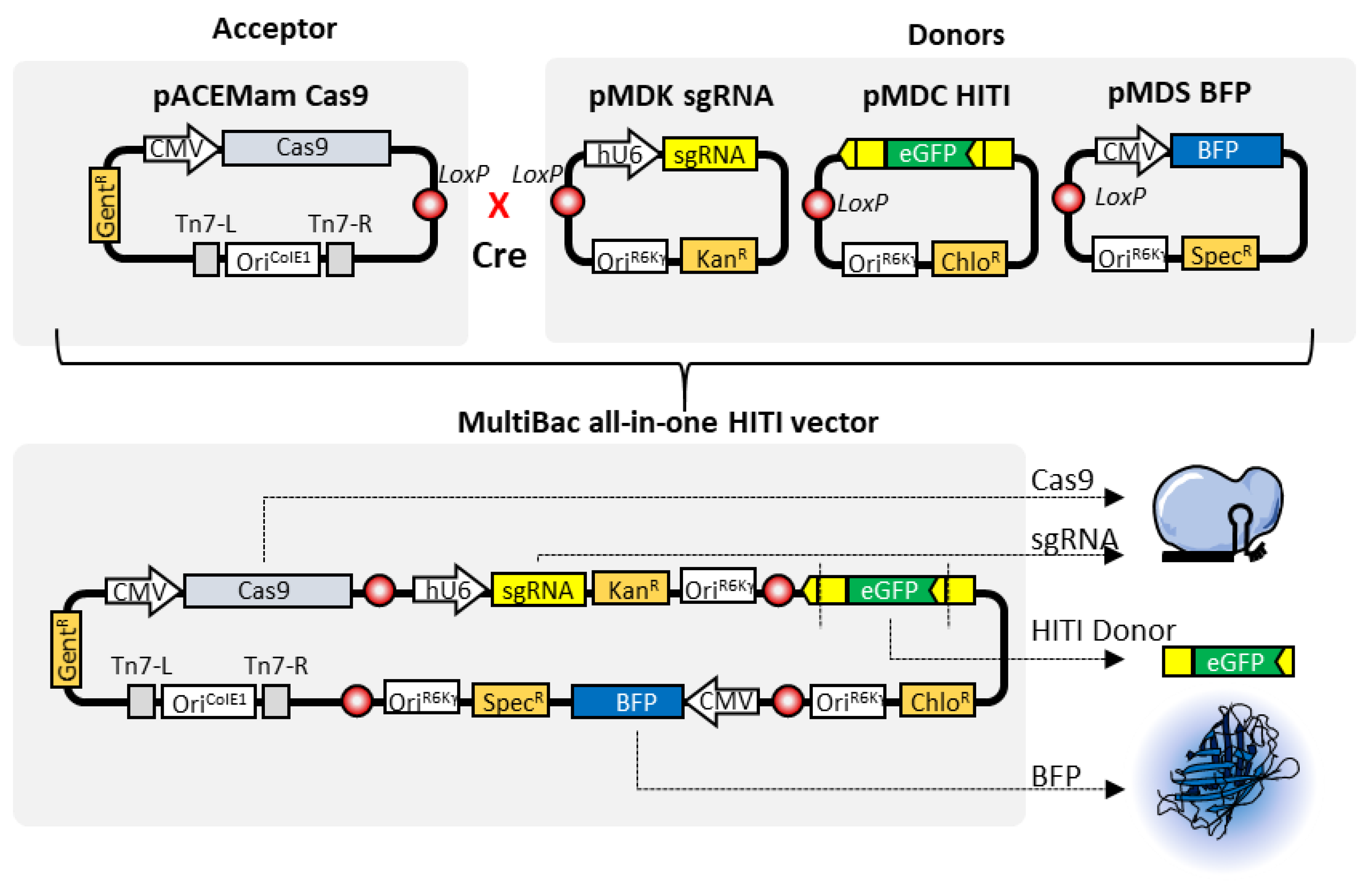 Pharmaceutics 12 00759 g006