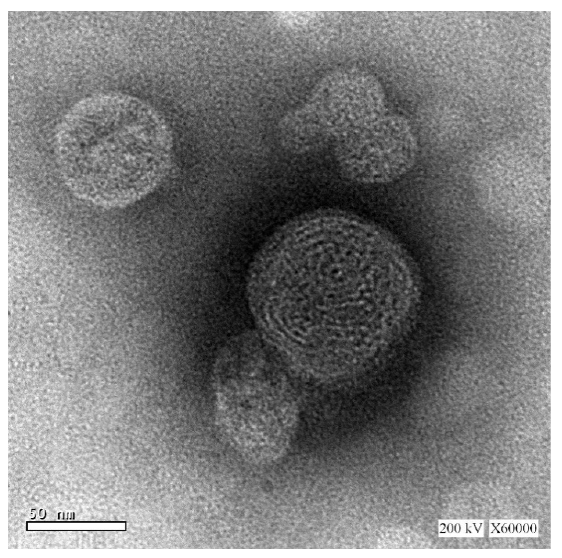 Pharmaceutics 12 00761 g002