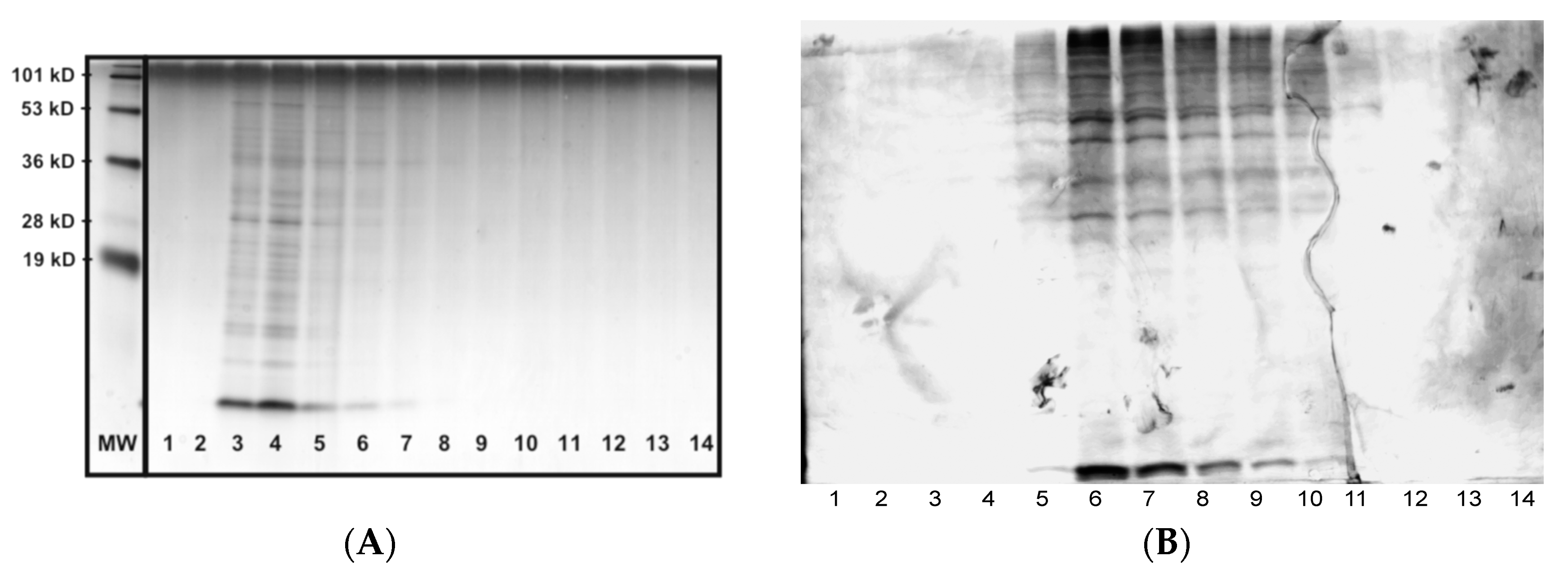 Pharmaceutics 12 00787 g001