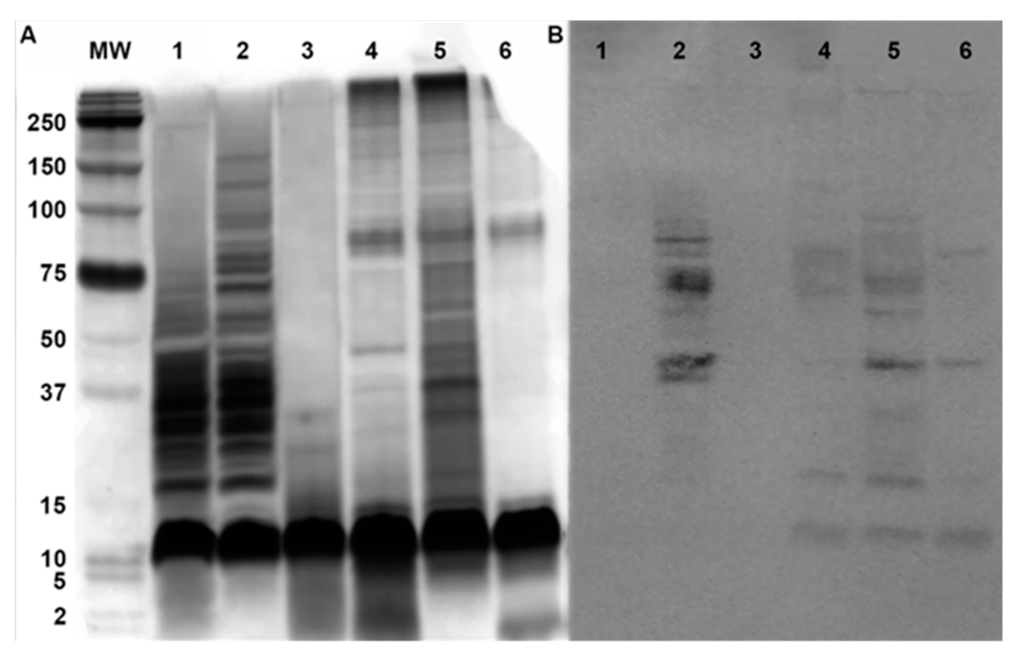 Pharmaceutics 12 00787 g004