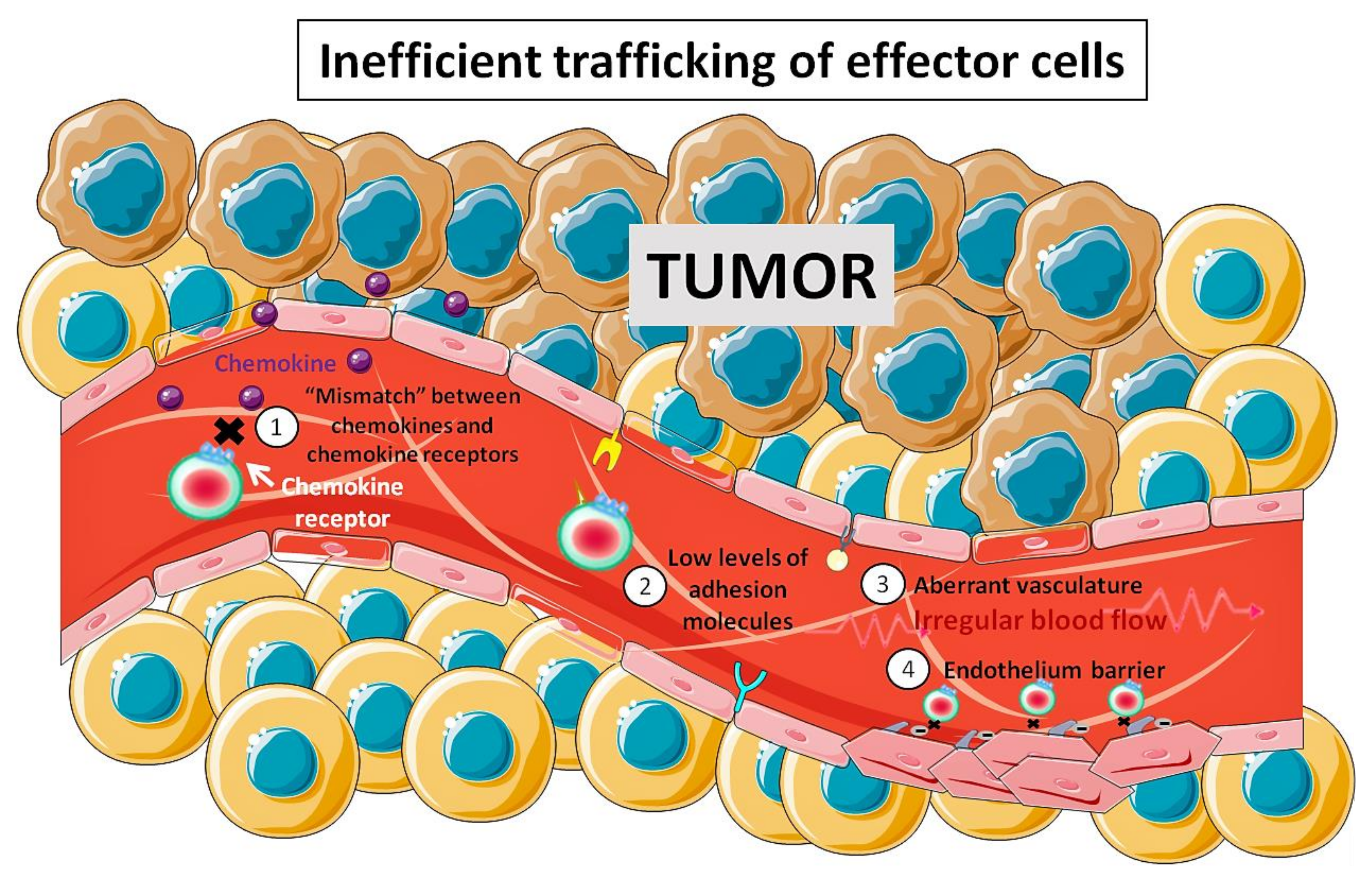 Pharmaceutics 12 00812 g001