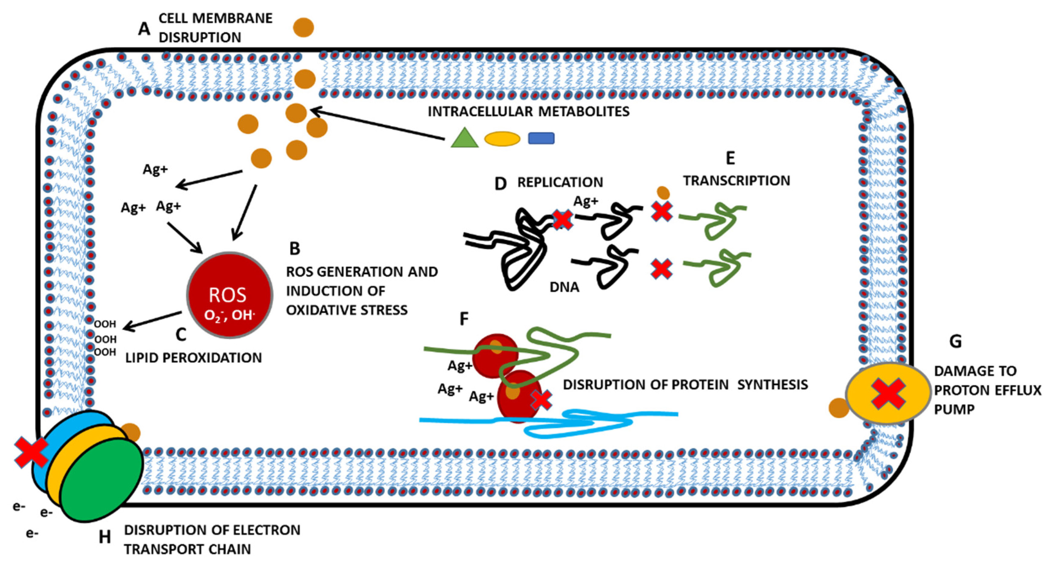 Pharmaceutics 12 00821 g002