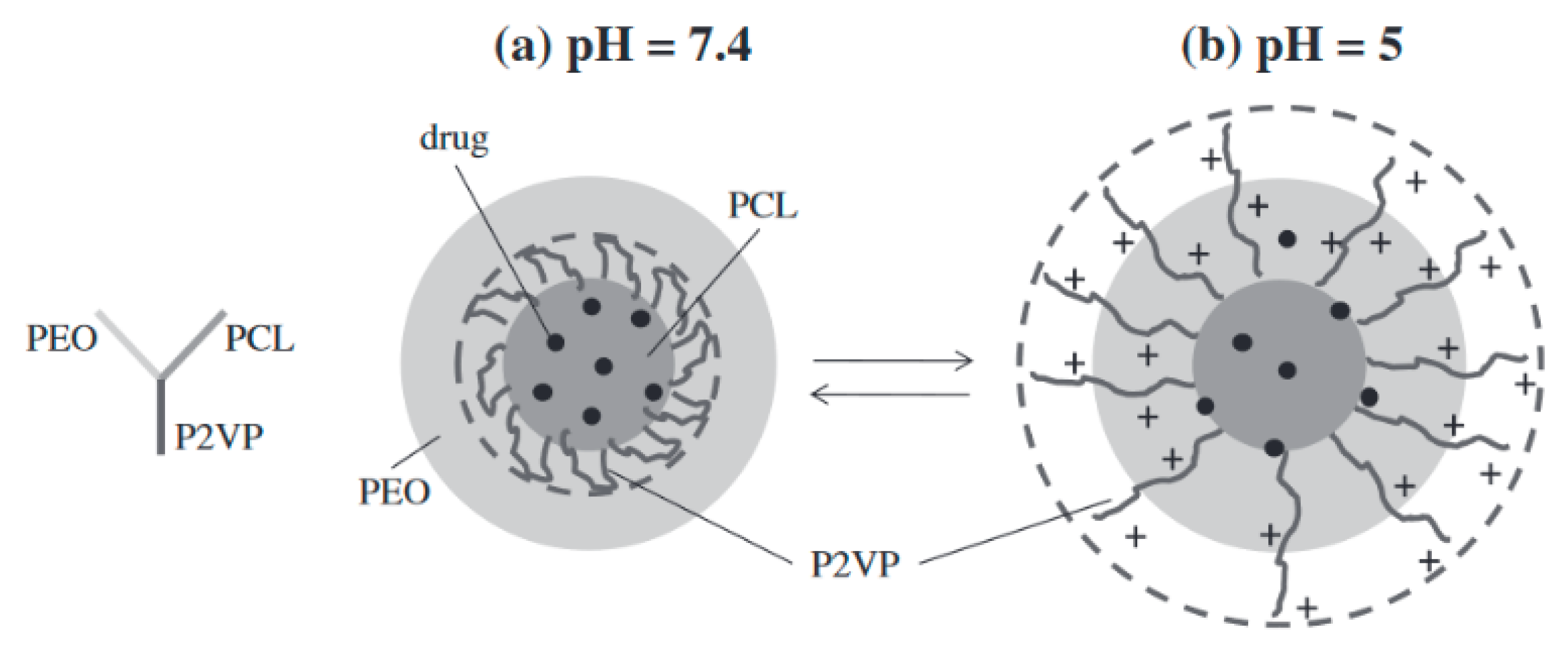 Pharmaceutics 12 00827 g008