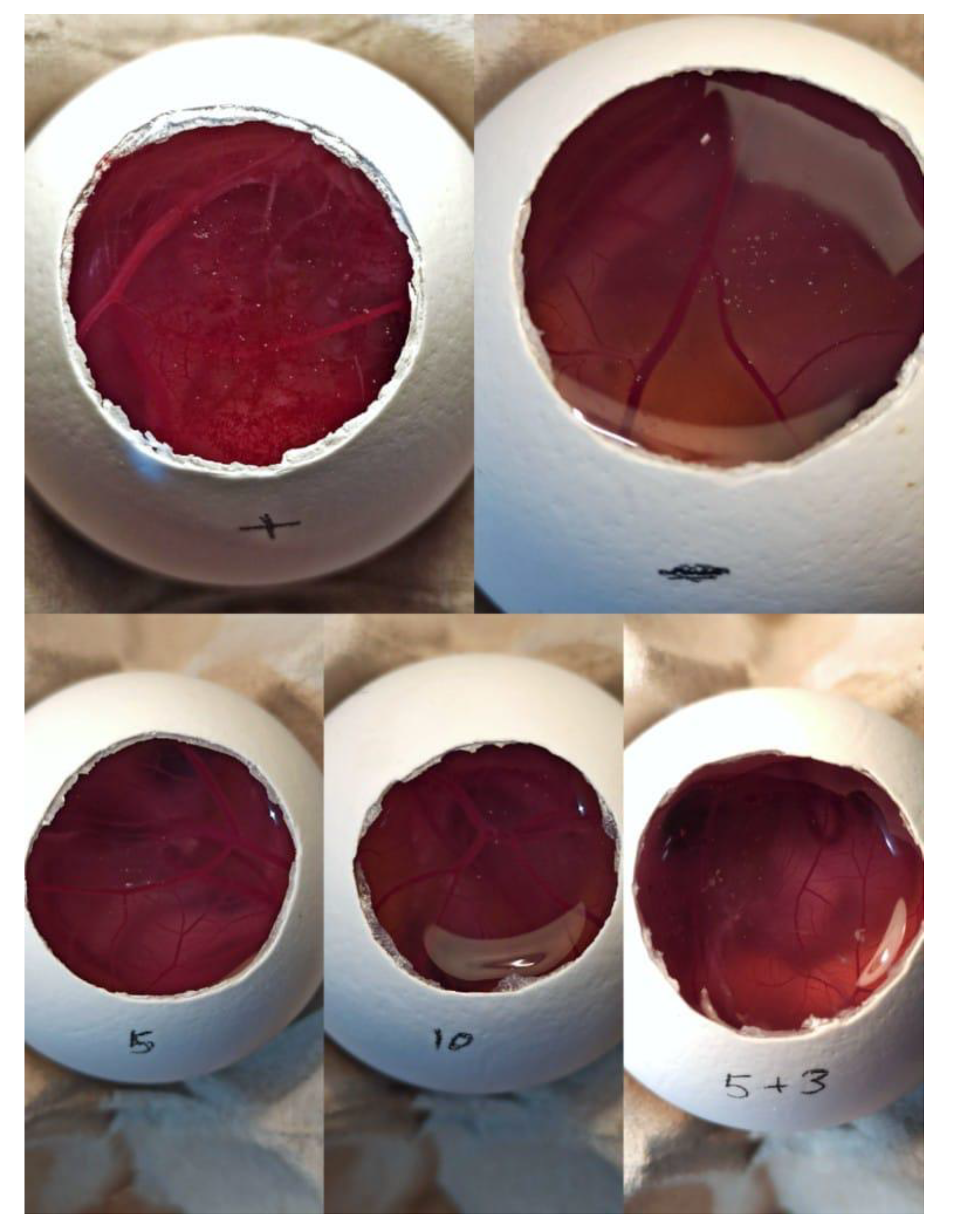 Pharmaceutics 12 00861 g001
