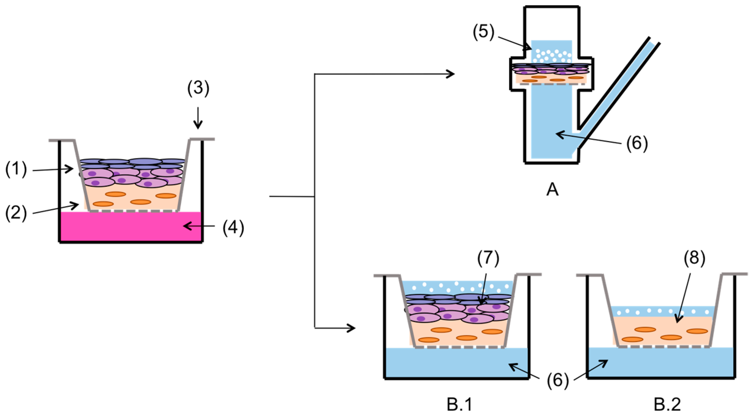 Pharmaceutics 12 00870 g001