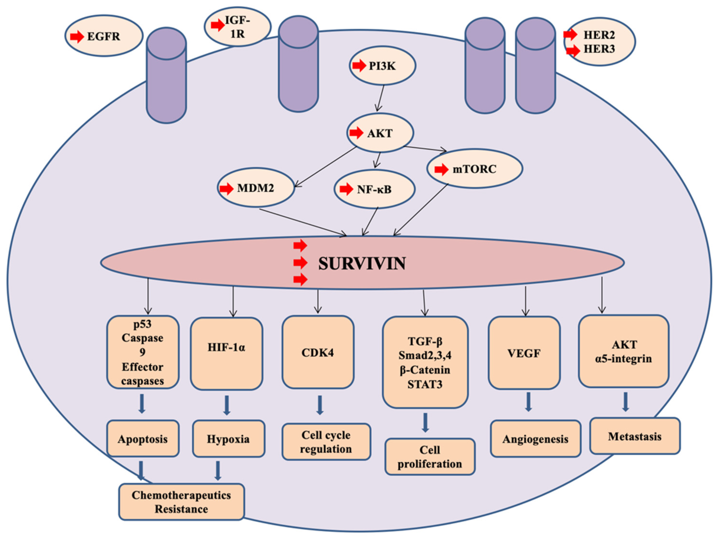 Pharmaceutics 12 00929 g003 Pharmaceutics 12 00929 g003
