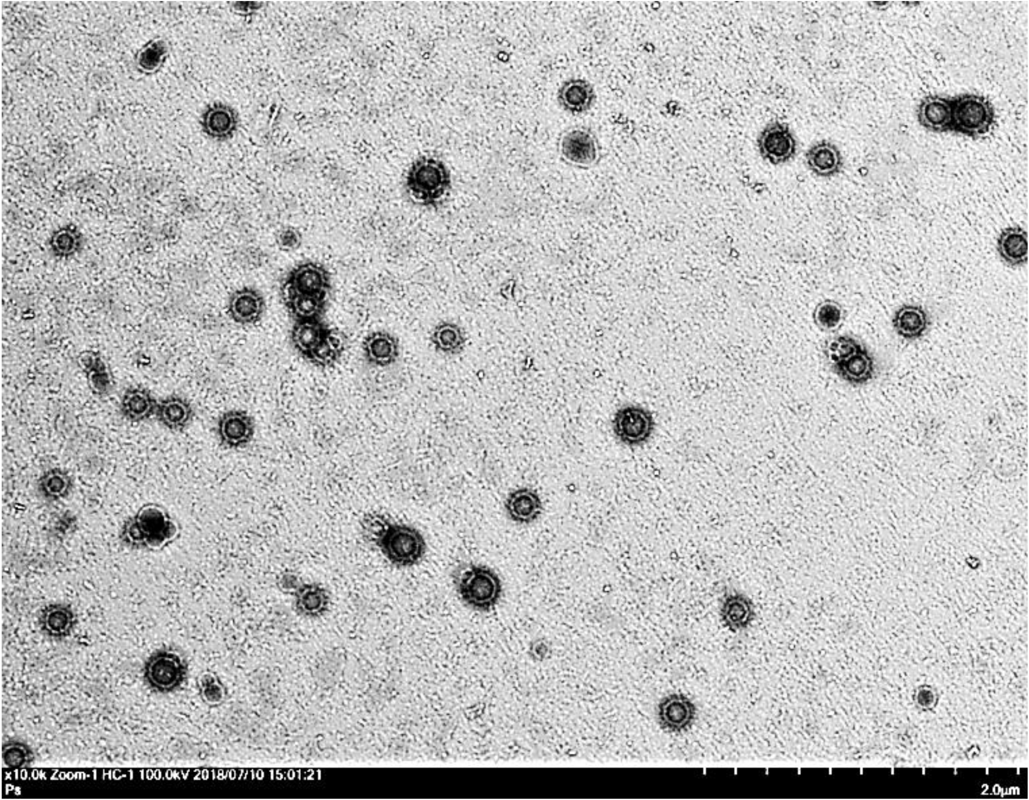 Pharmaceutics 12 00949 g001
