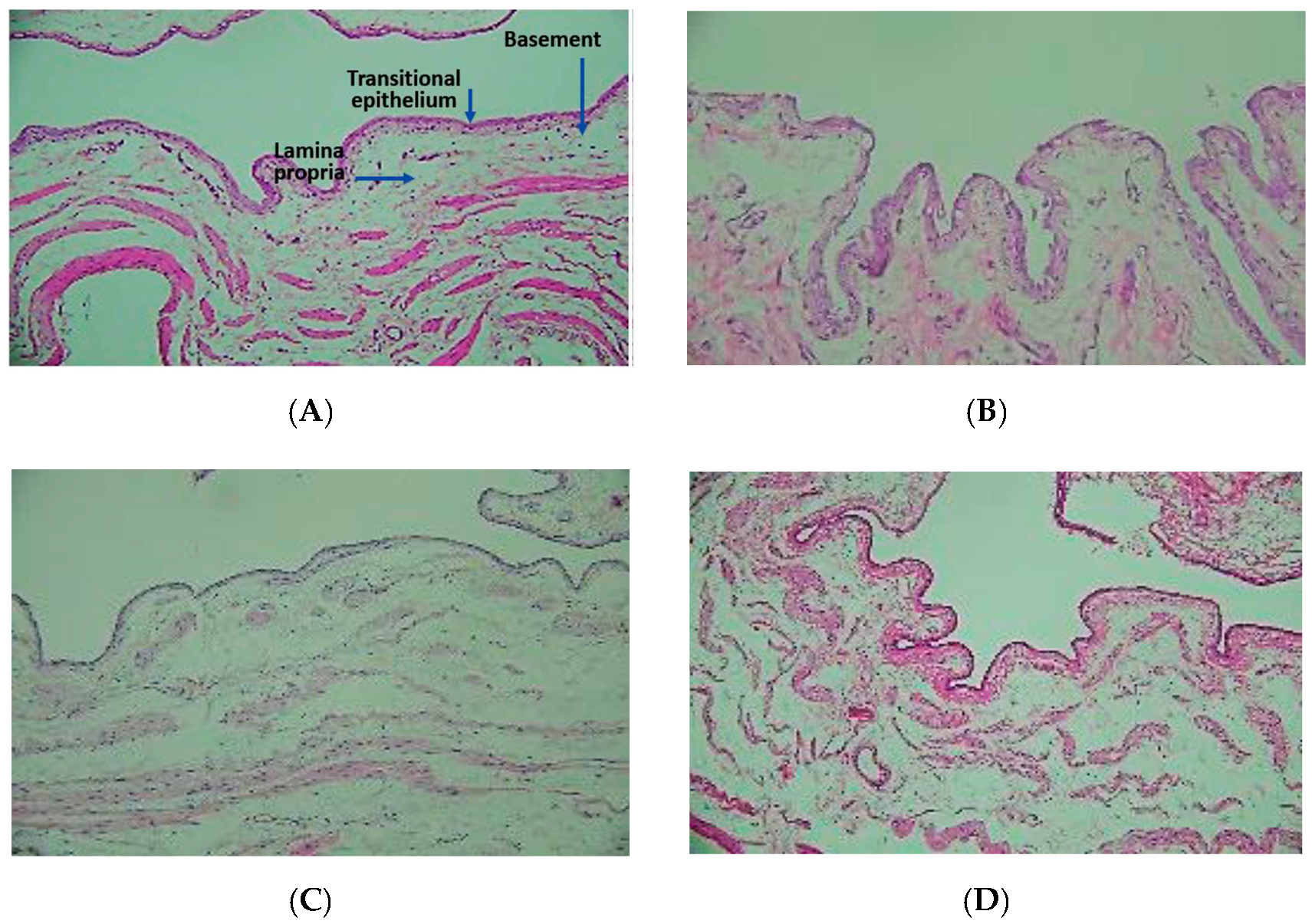 Pharmaceutics 12 00949 g005