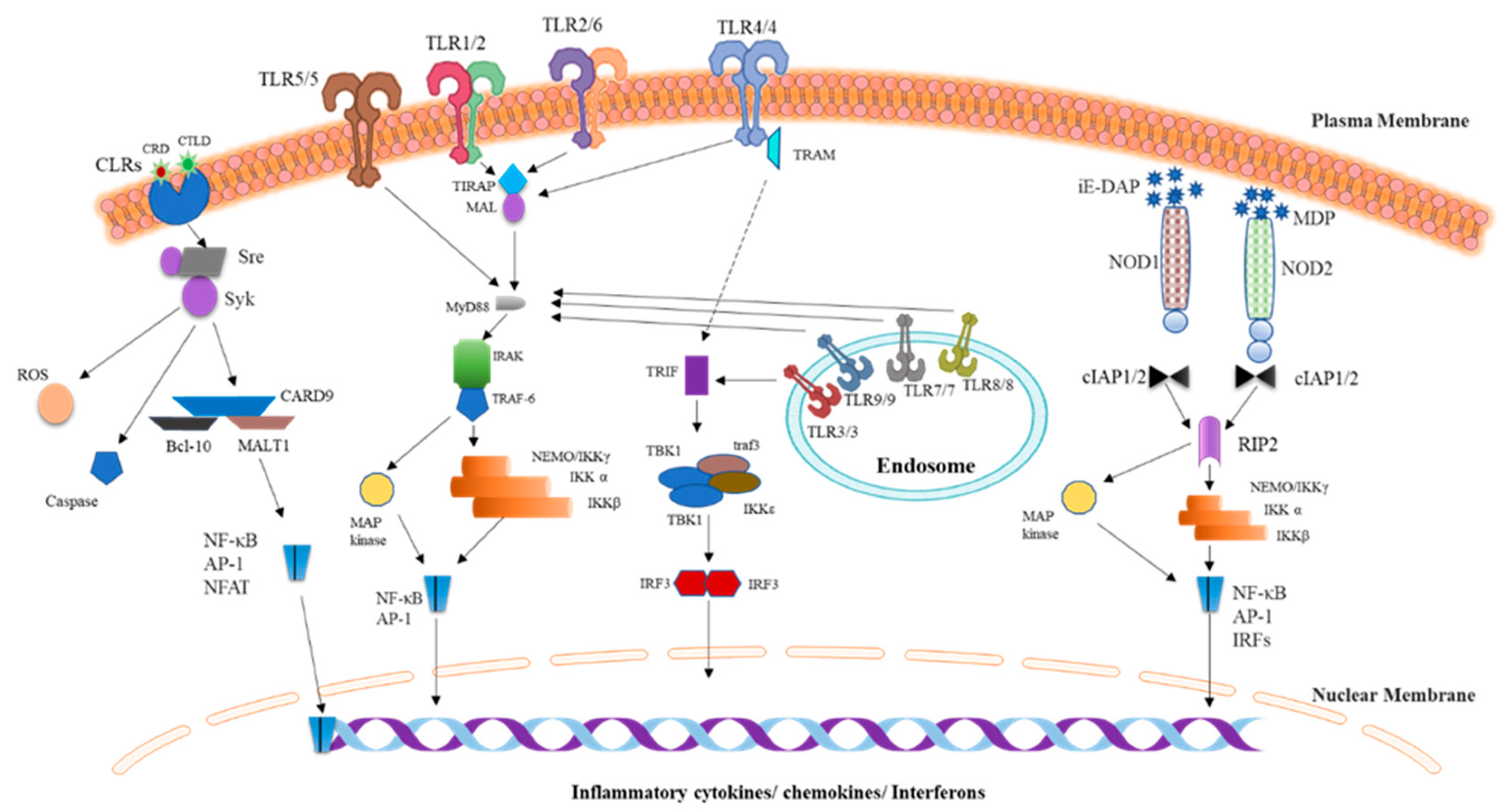 Pharmaceutics 12 00955 g001