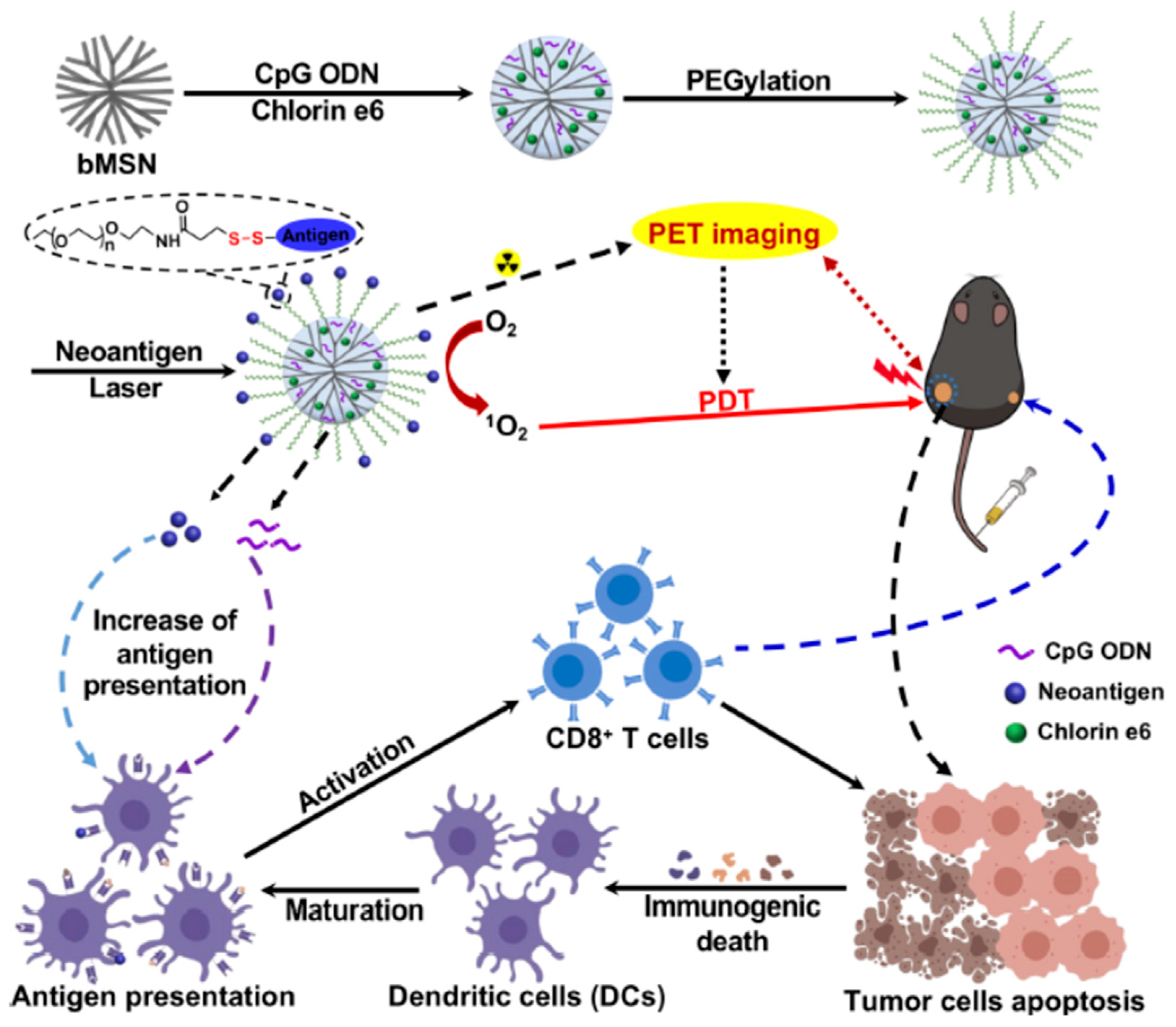 Pharmaceutics 12 00957 g004