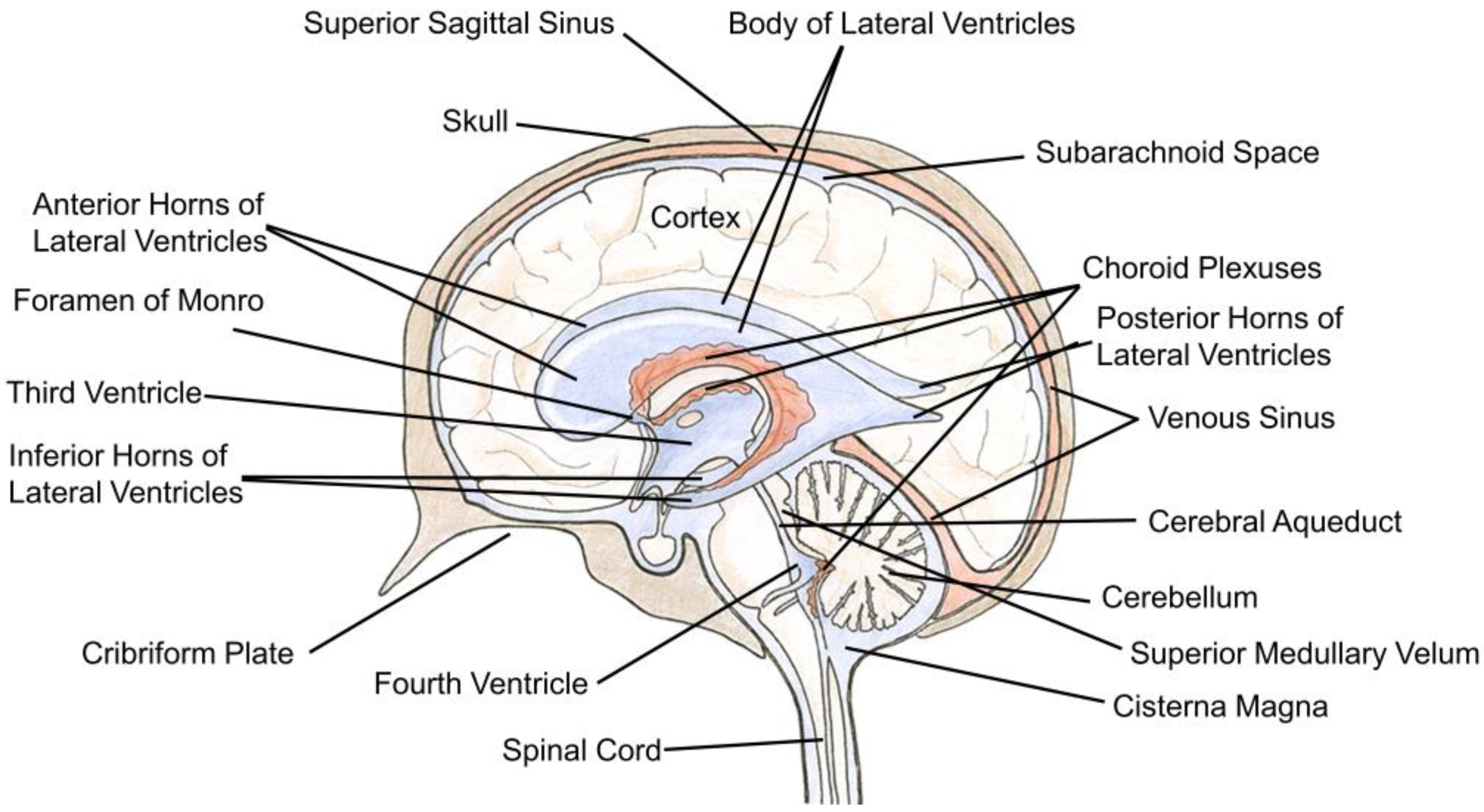 Pharmaceutics 12 00963 g001