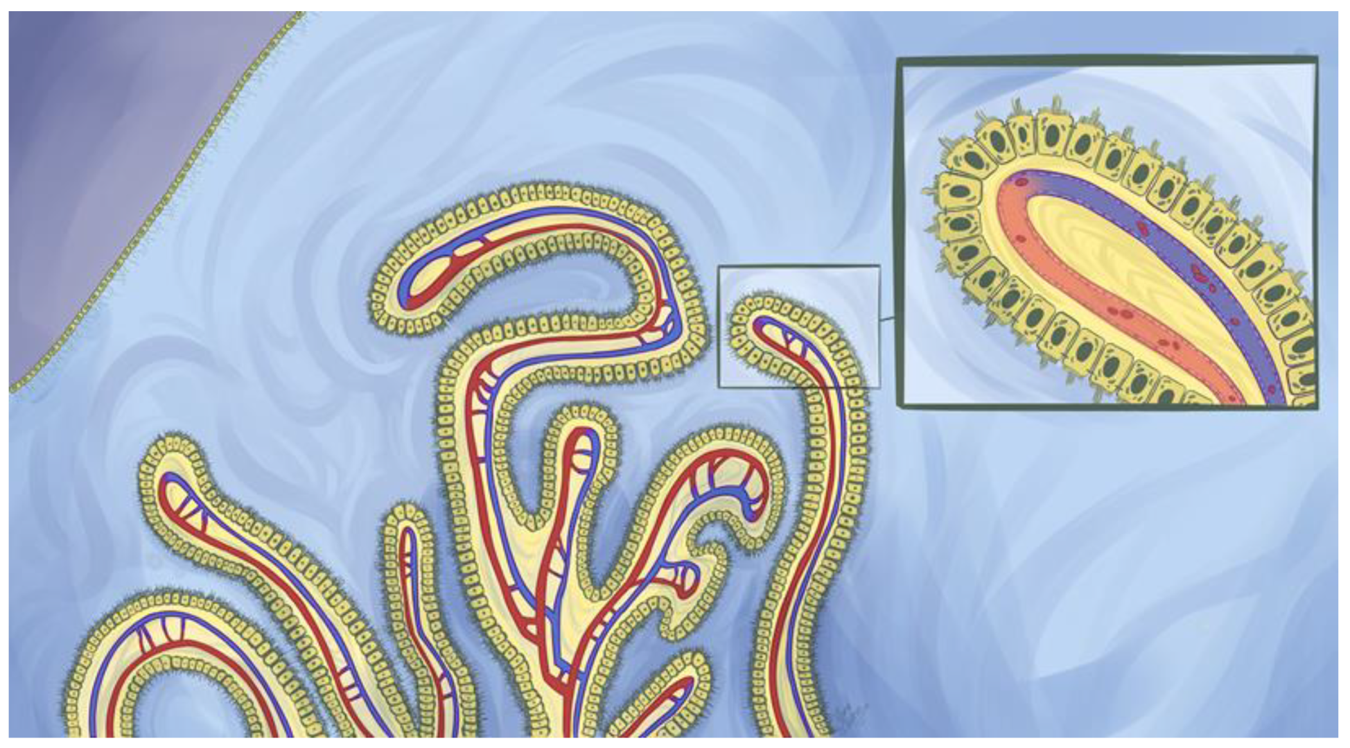 Pharmaceutics 12 00963 g002