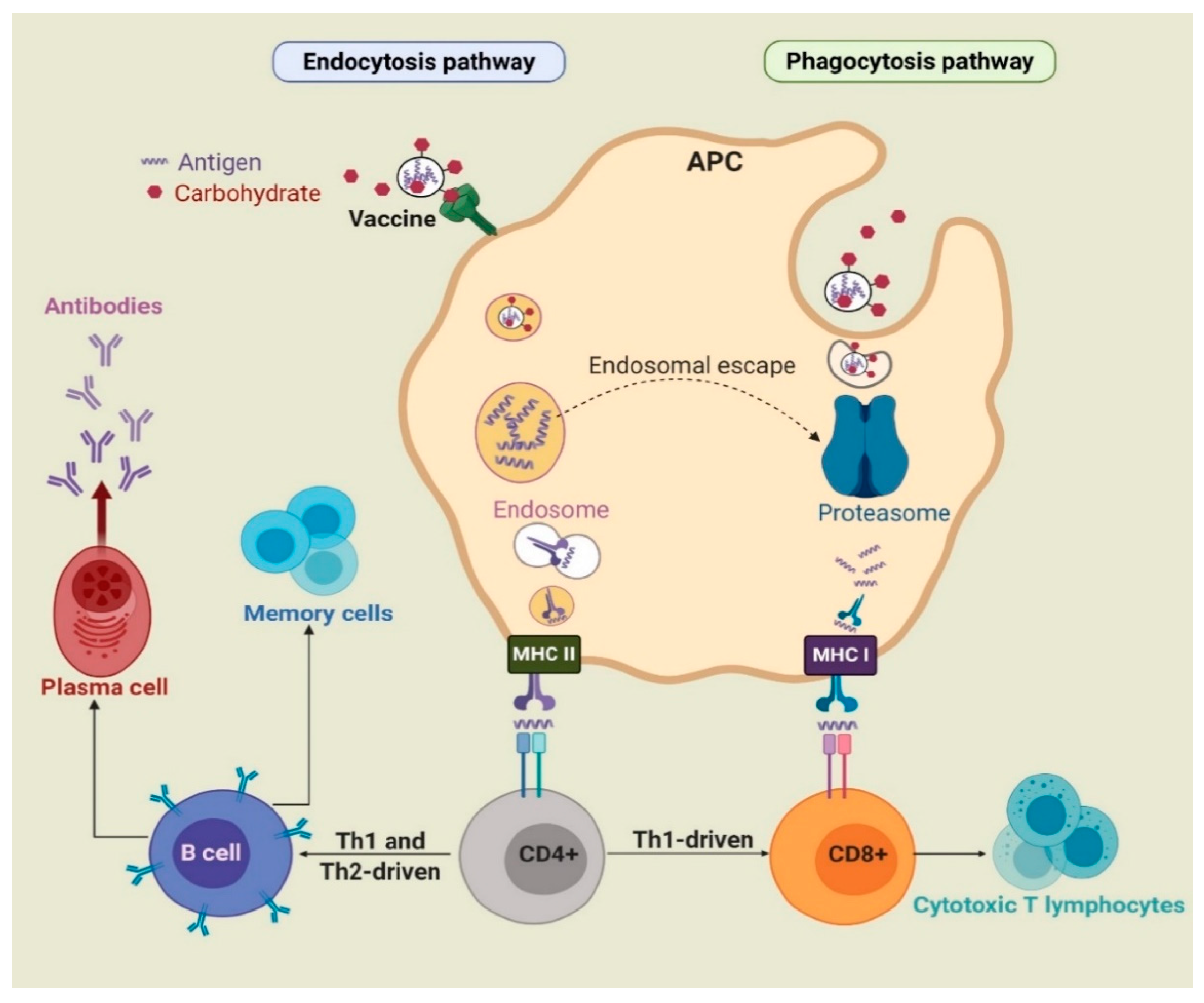 Pharmaceutics 12 00965 g001