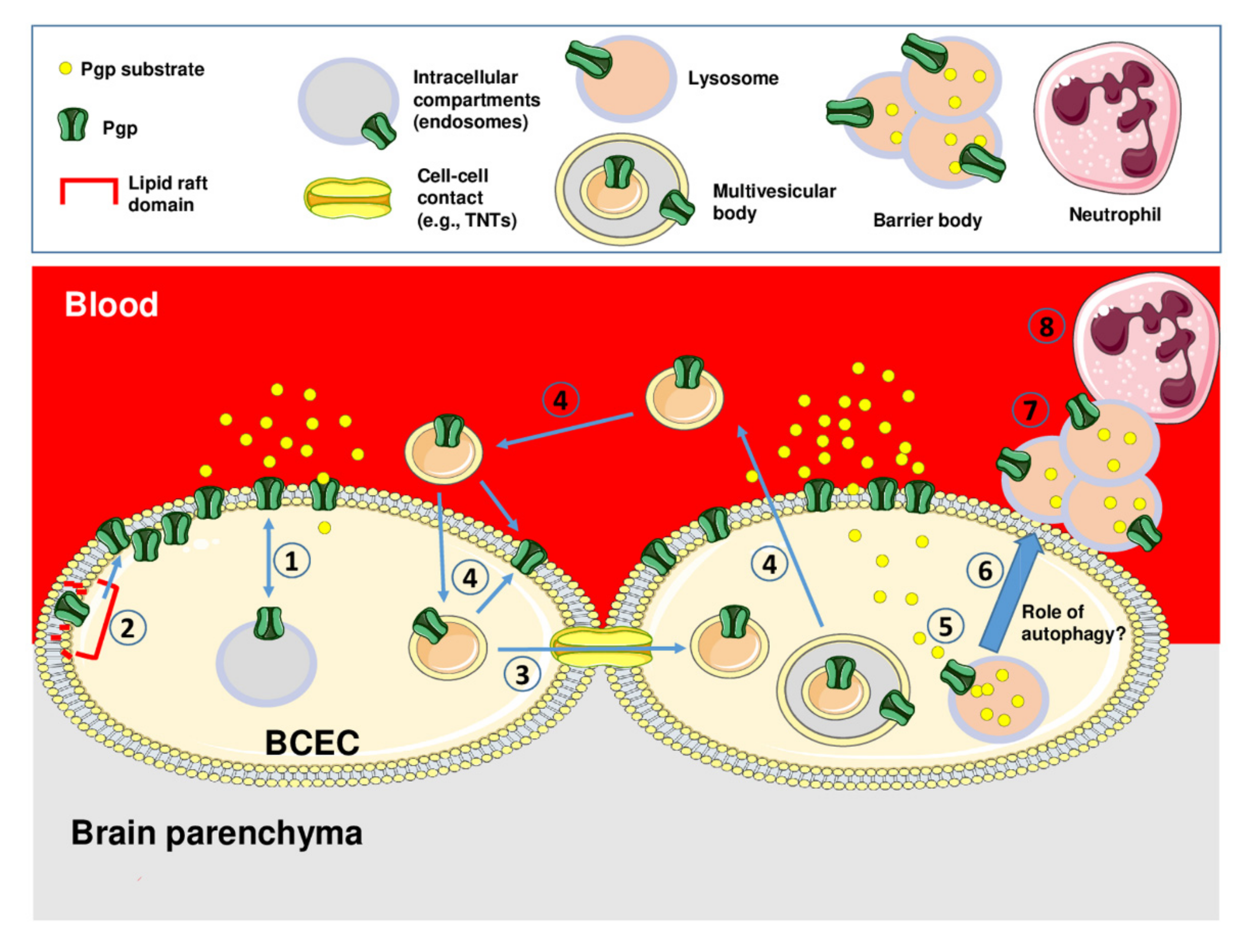 Pharmaceutics 12 00966 g003
