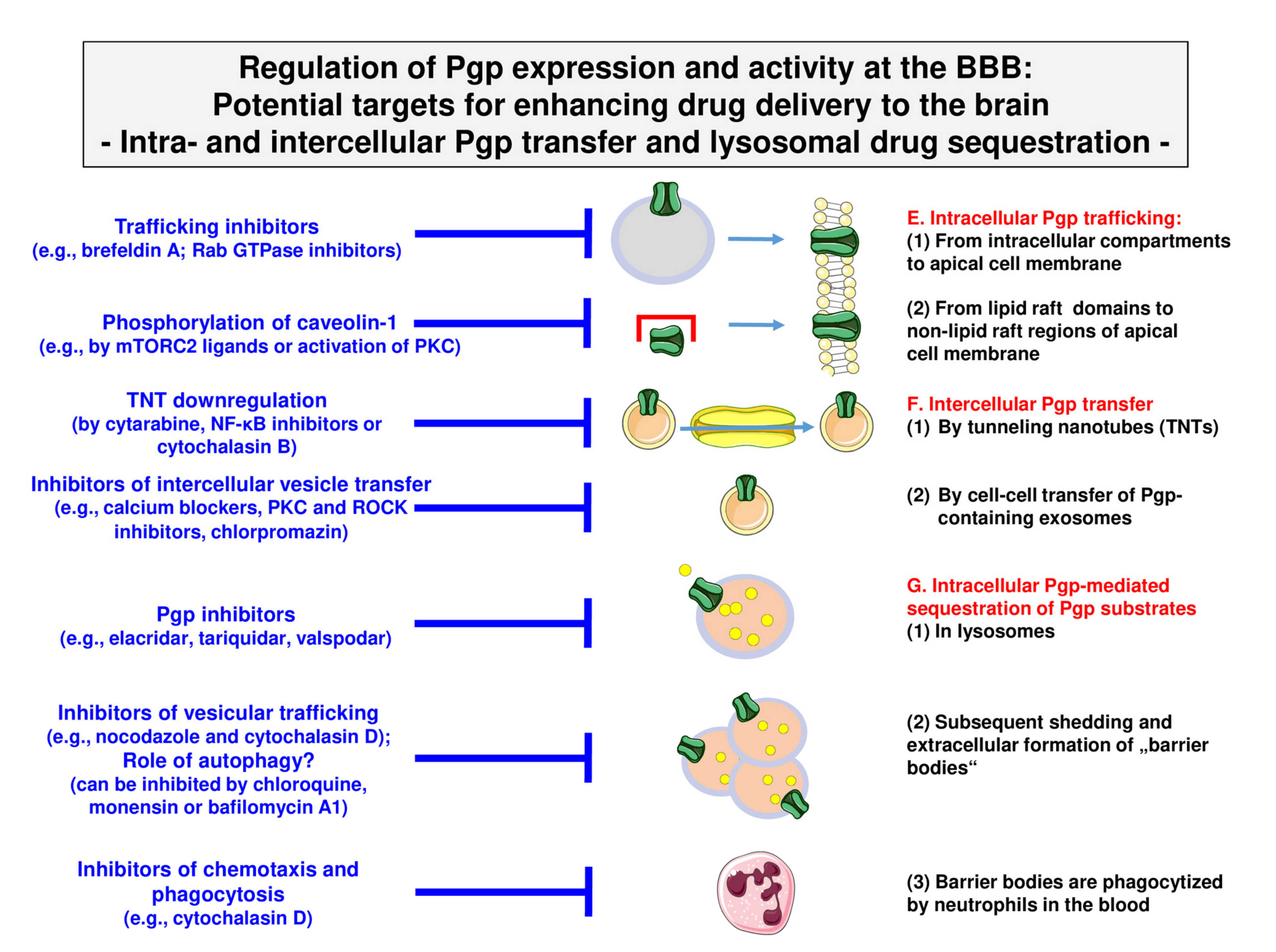 Pharmaceutics 12 00966 g007