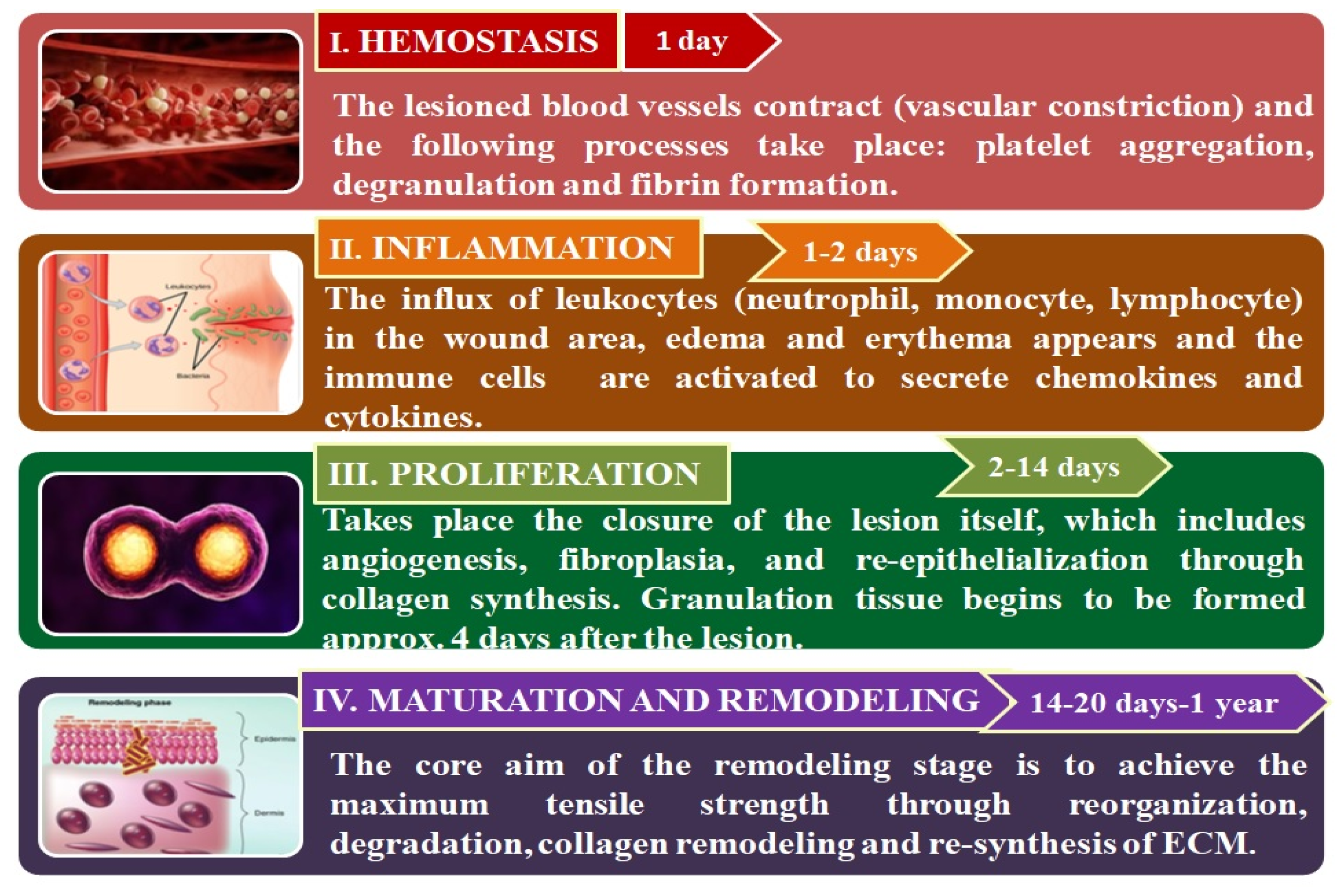 Pharmaceutics 12 00983 g001