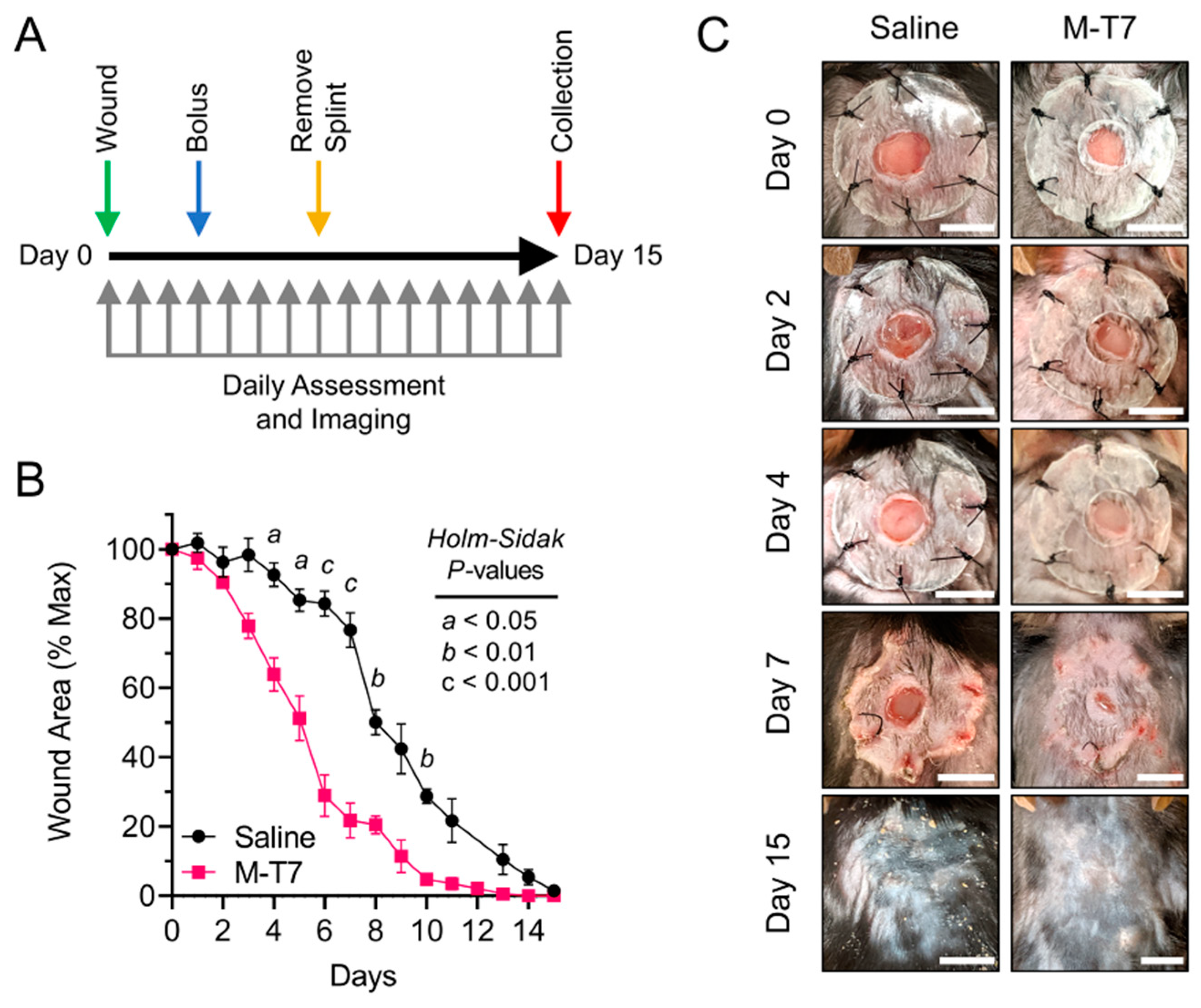 Pharmaceutics 12 01003 g001