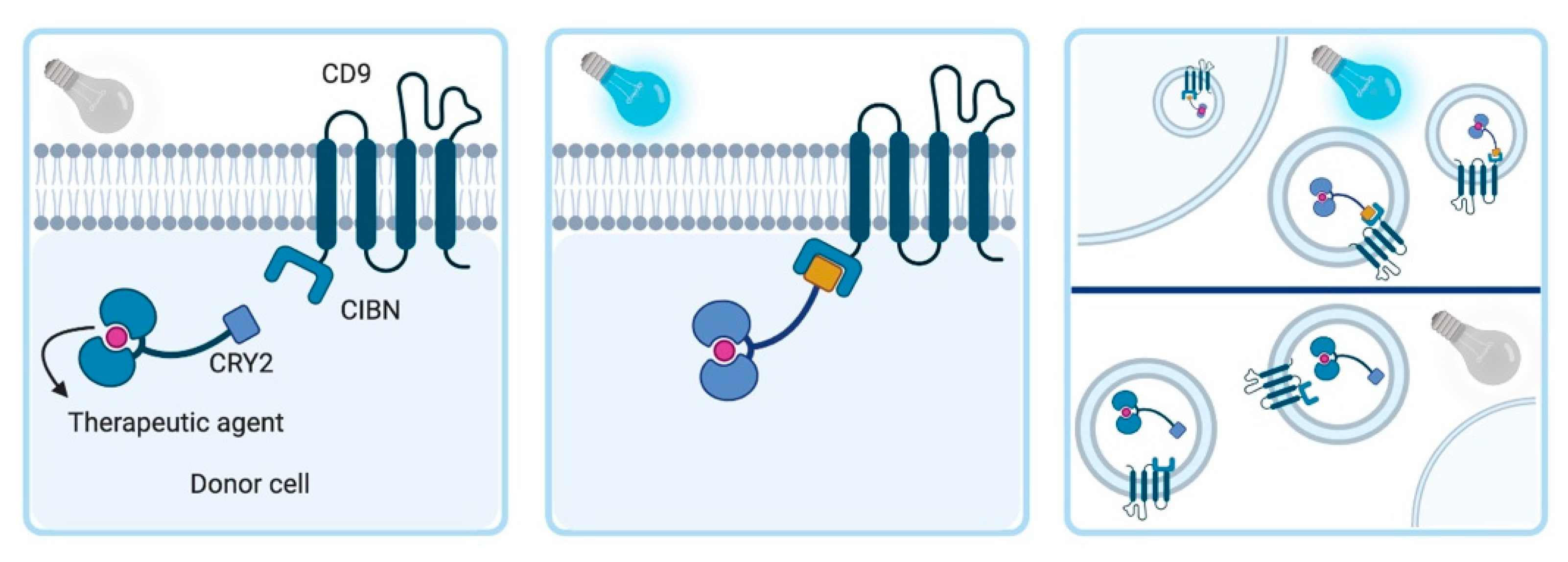 Pharmaceutics 12 01006 g002