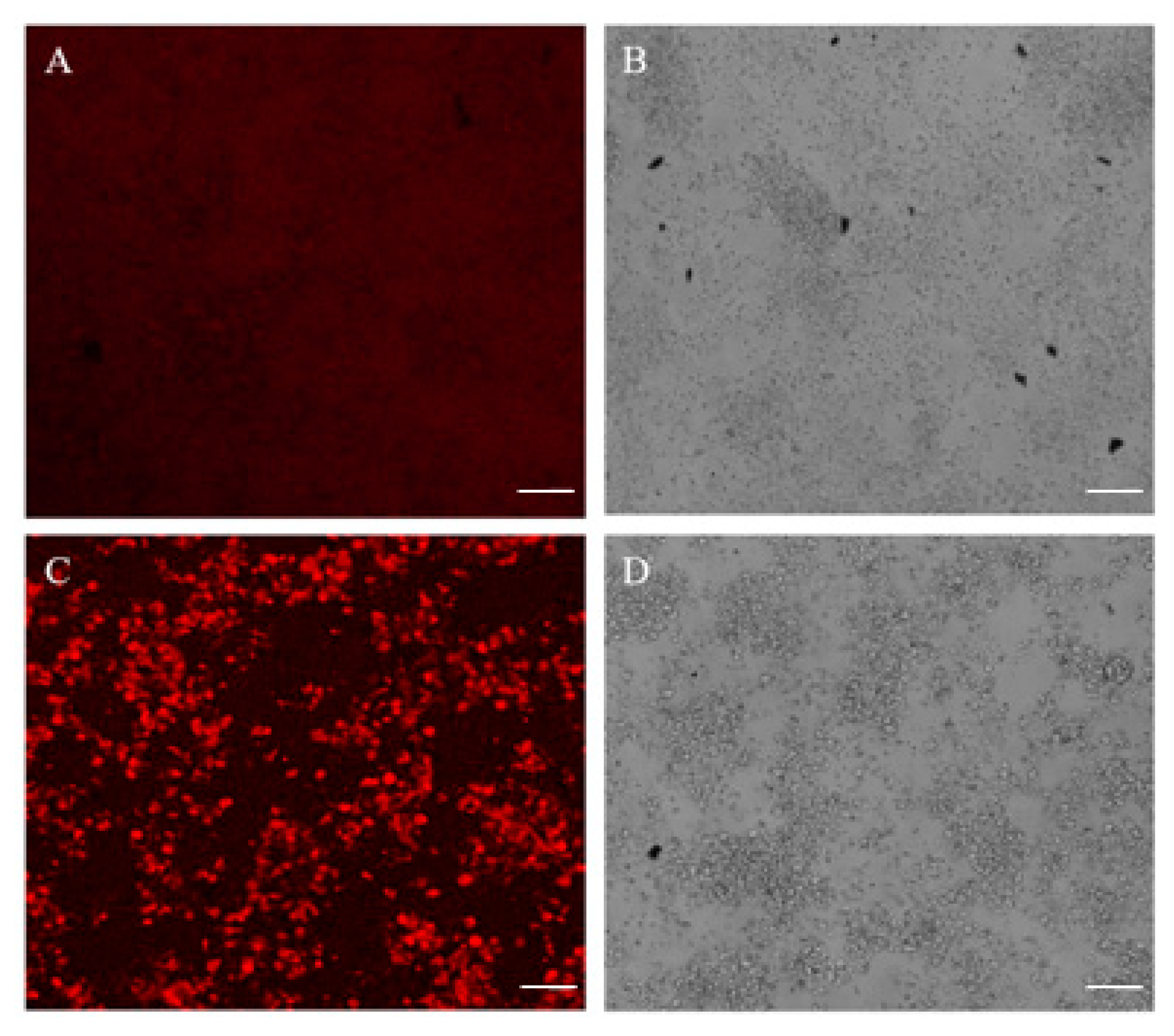 Pharmaceutics 12 01026 g004