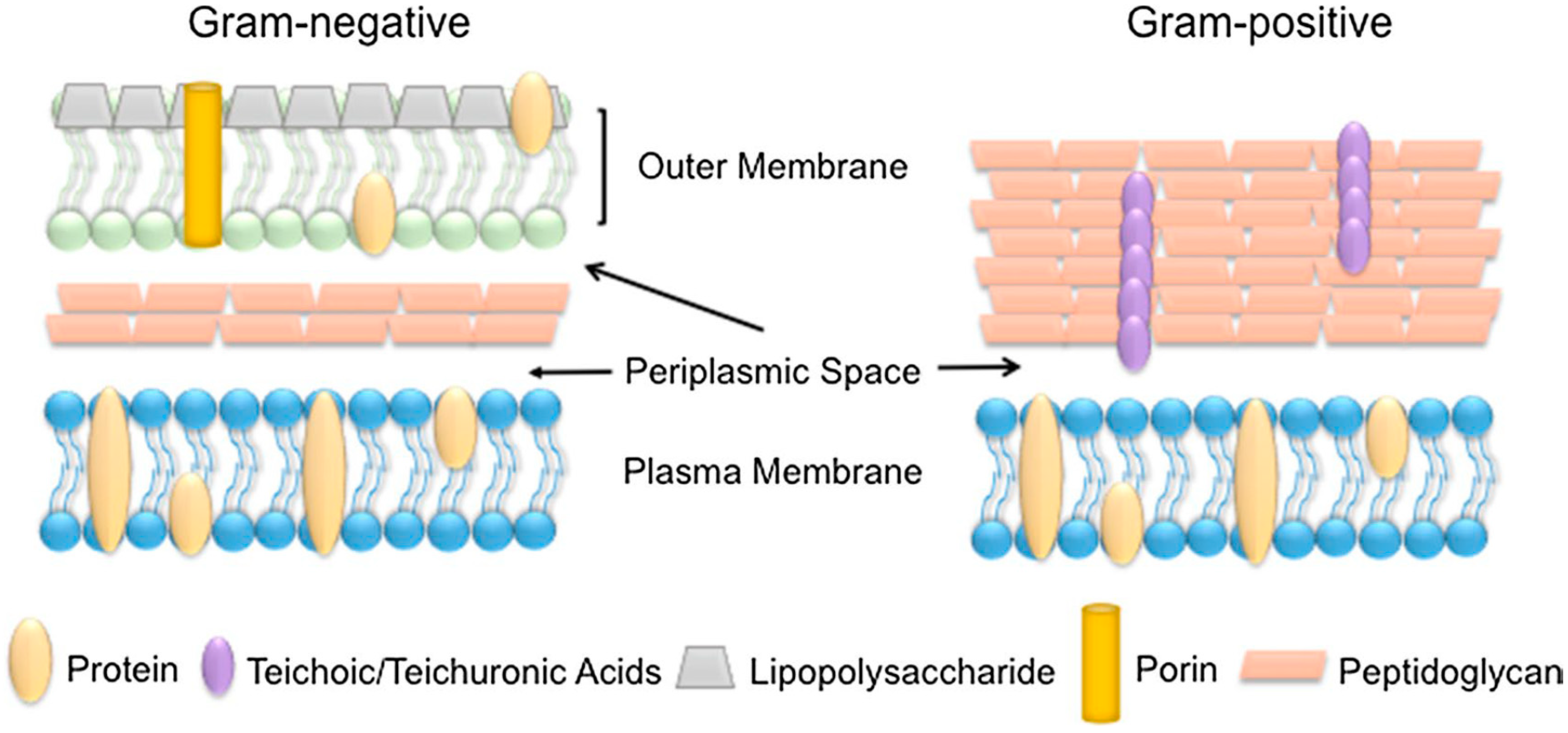 Pharmaceutics 12 01044 g004 Pharmaceutics 12 01044 g004