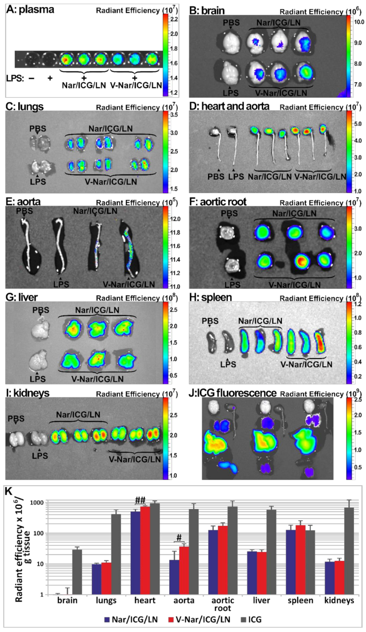 Pharmaceutics 12 01066 g002